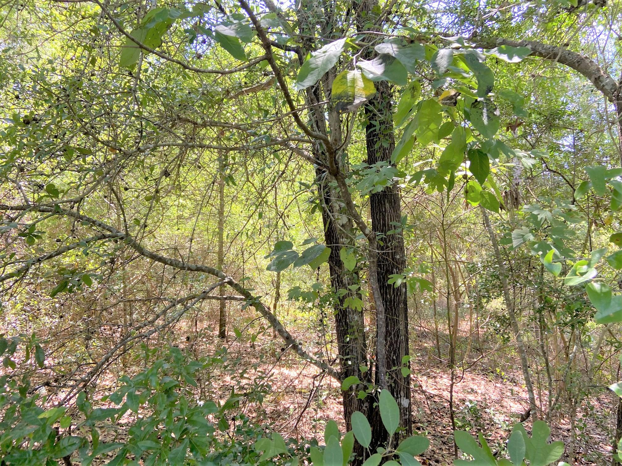 LAKE JUNIPER ESTATES UNIT 3 - Land