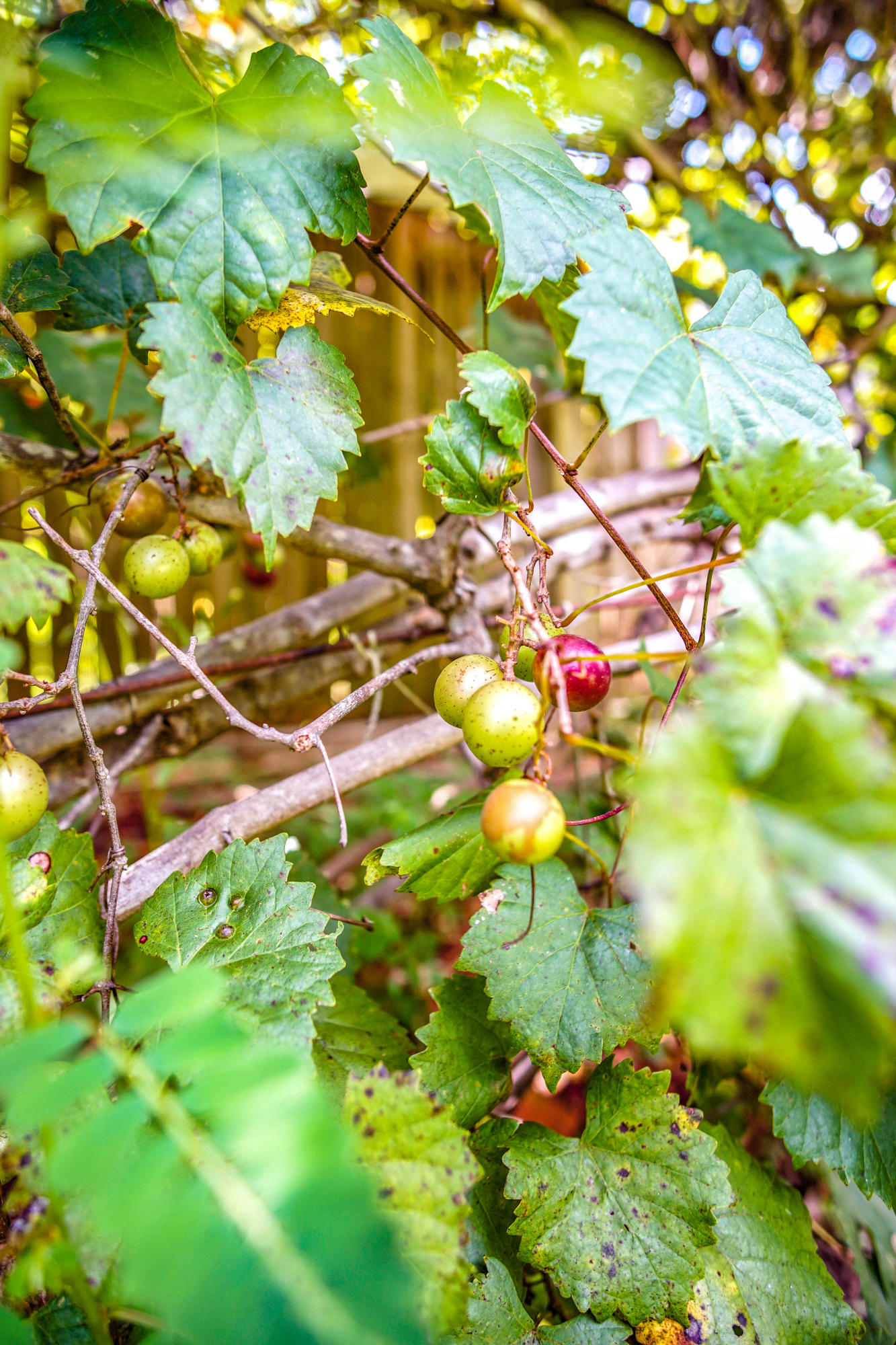 ADAMS POWELL - Residential