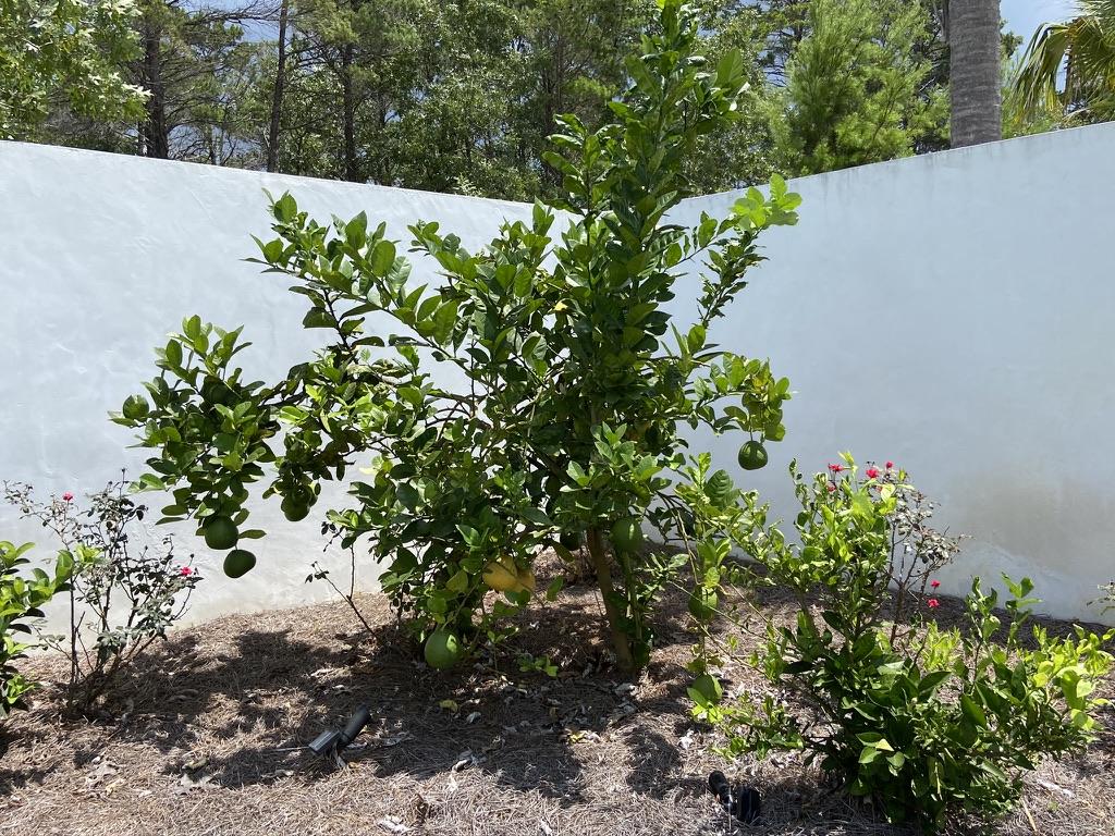 PINES OF BLUE MOUNTAIN - Residential