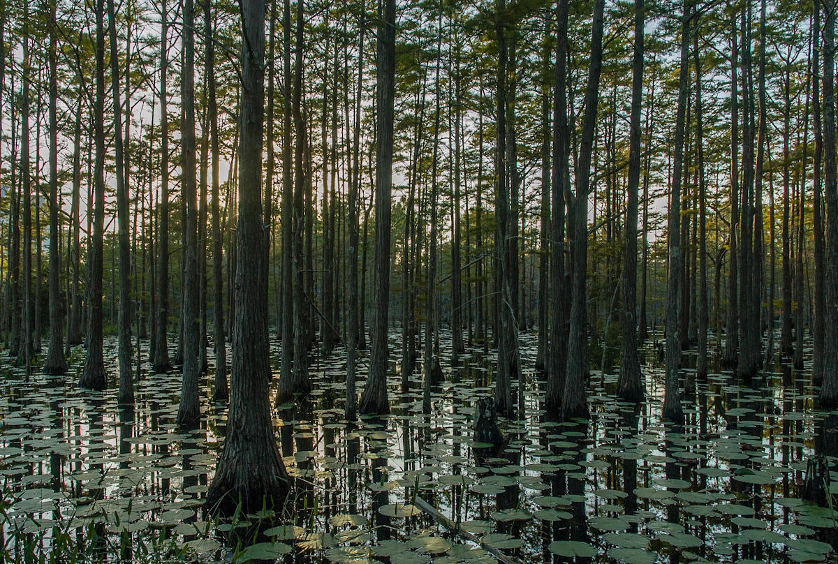 CYPRESS DUNES - Land