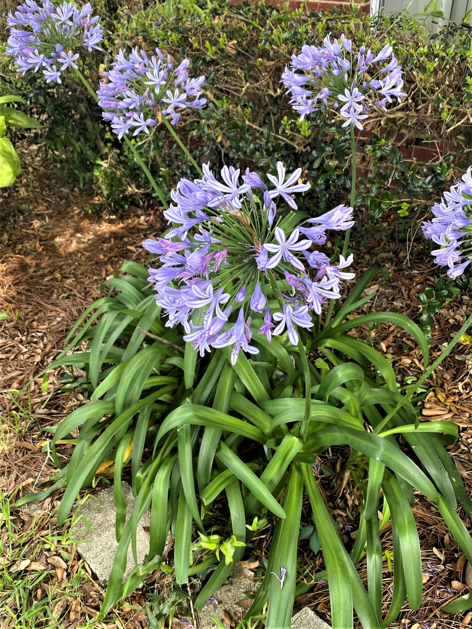 STEEPLECHASE PH 1 - Residential