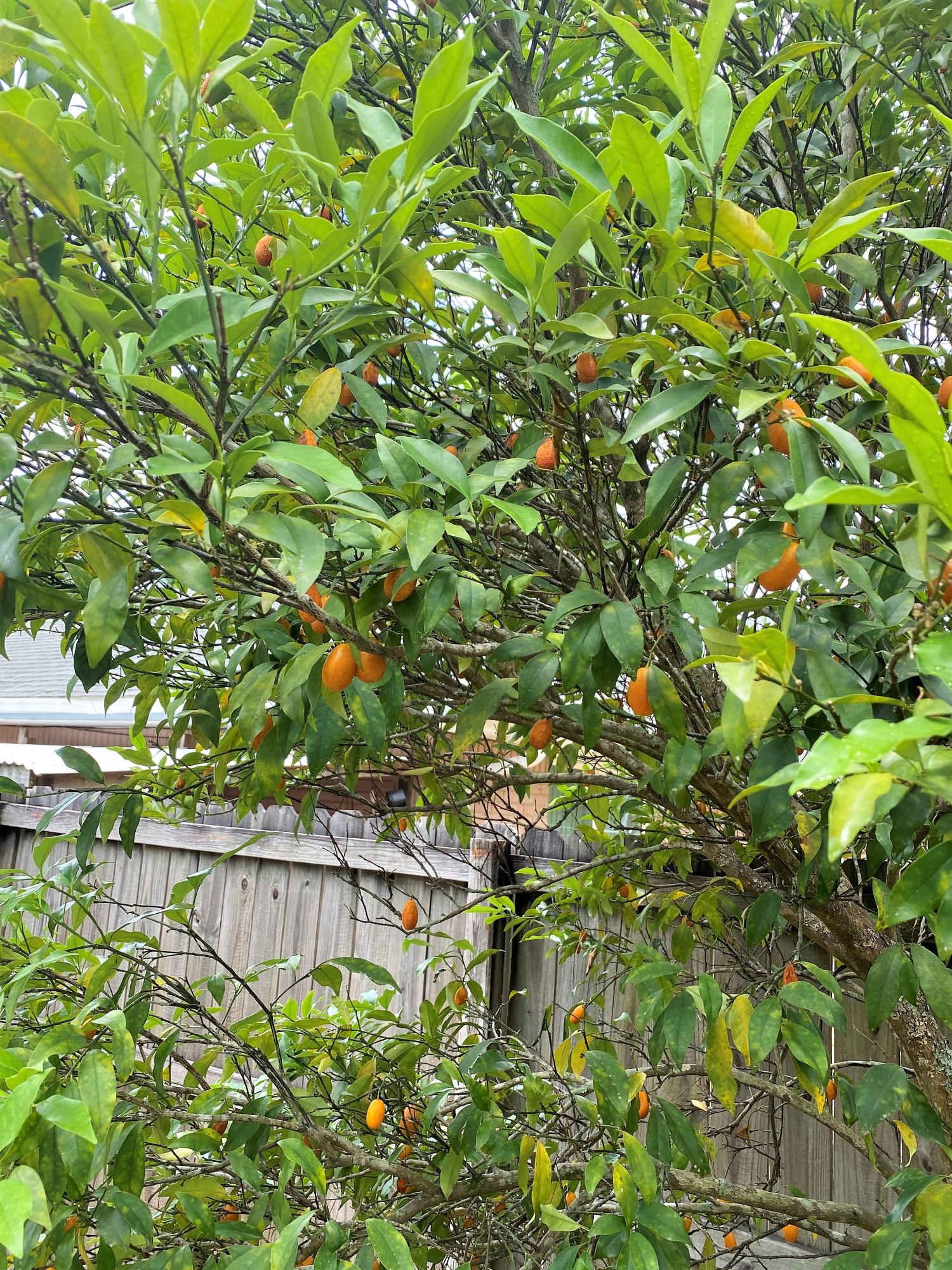 STEEPLECHASE PH 1 - Residential