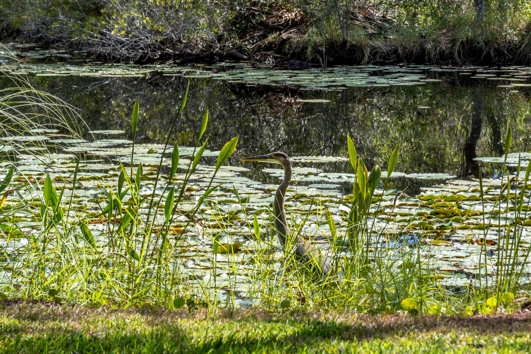 ONE WATER PLACE AT KELLY PLANTATION - Residential