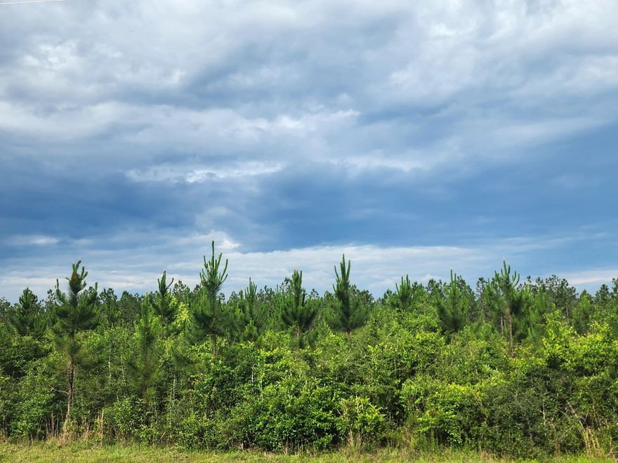 Beautiful property in Northeast Laurel Hill/Northwest DeFuniak Springs area. Bring your house plans and build that barndominium while you enjoy the serenity of the country setting without being too far out from town.  Property is zoned small scale agriculture with no restrictions.  Conveniently located north of the Mossy Head I-10 exit and Hwy FL285.  Property is gently rolling with timber (pine plantation) onsite.  Beautiful sunsets await the new buyer, call me today for showing - Renee Day 850-398-0345