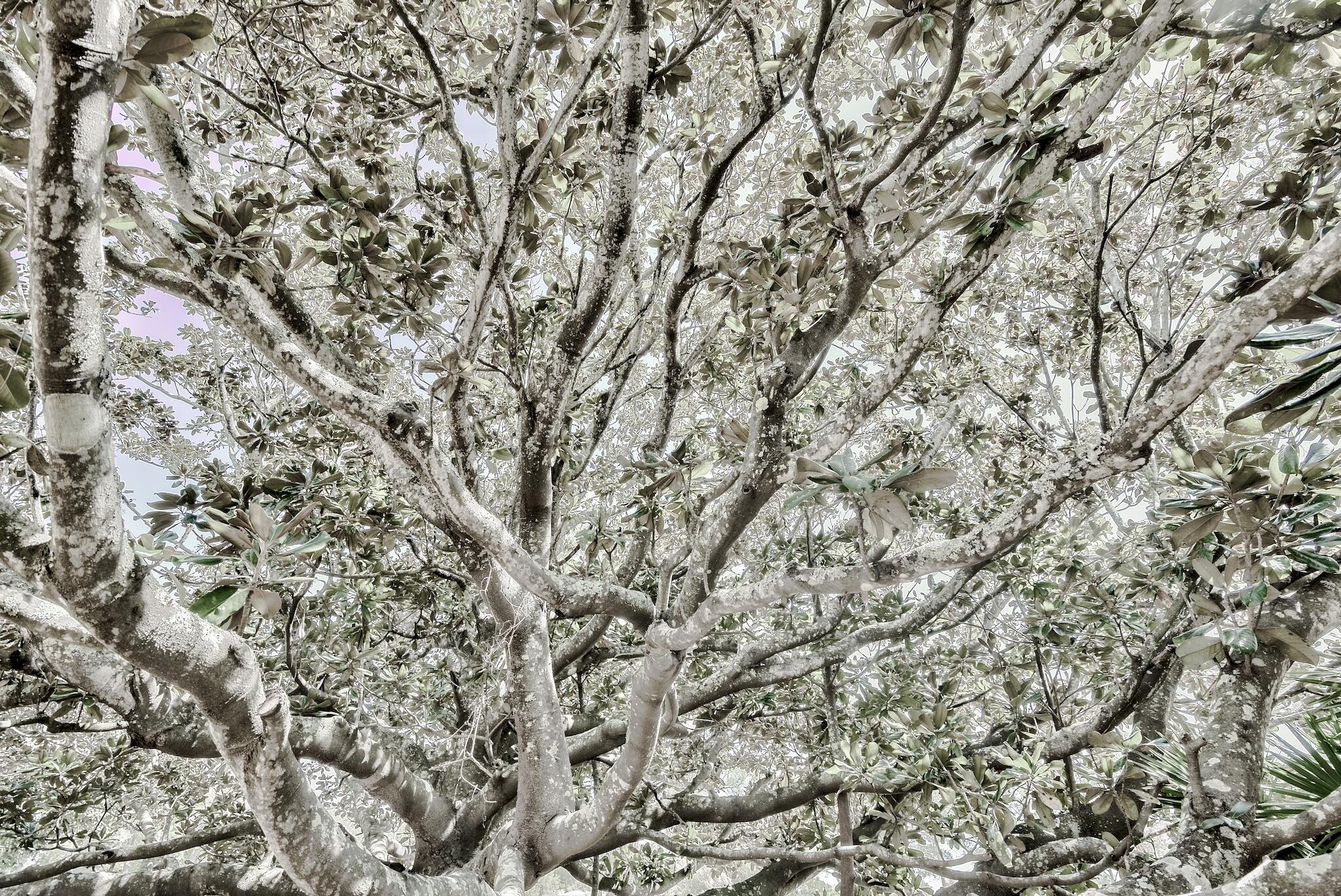 Golfview Drive Association - Residential