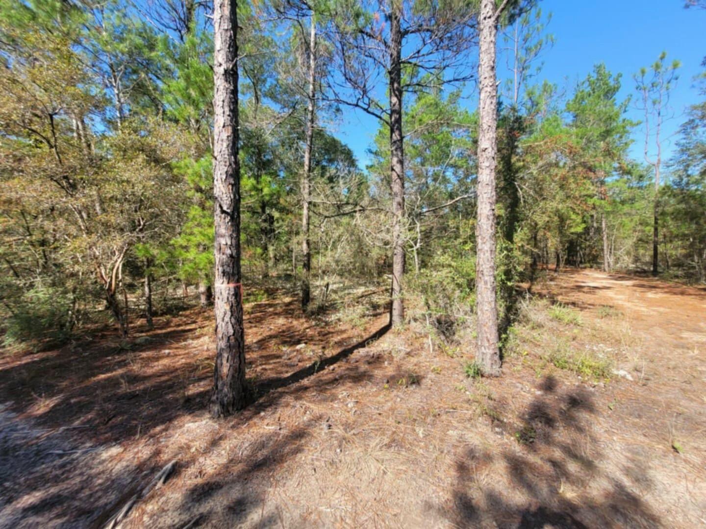 Wood lot in DeFuniak Springs FL and Mossyhead. No HOA. Minimal Restrictions. Modular homes allowed. There are no existing utilities. Well/Power/Septic required. Property is Flood Zone X. Per the Walton GIS mapping, the property does not appear to have wetlands. Easy access to the I-10 & CR 285 south making it a great location for work no matter what direction you need to go! You will be approx. 30-45 mins to most workplaces as as well as the beautiful white sandy beaches of Florida famous Emerald Gulf Coast and Crab Island. Buyer needs to verify building codes, zoning regulations, wetlands and flood zones, etc with proper local authorities to ensure buyer will be able to utilize the property for intended use Information contained within this listing is deemed to be accurate but is not guaranteed.

All dimensions shown are approximately only per CRS Property Data Report.
