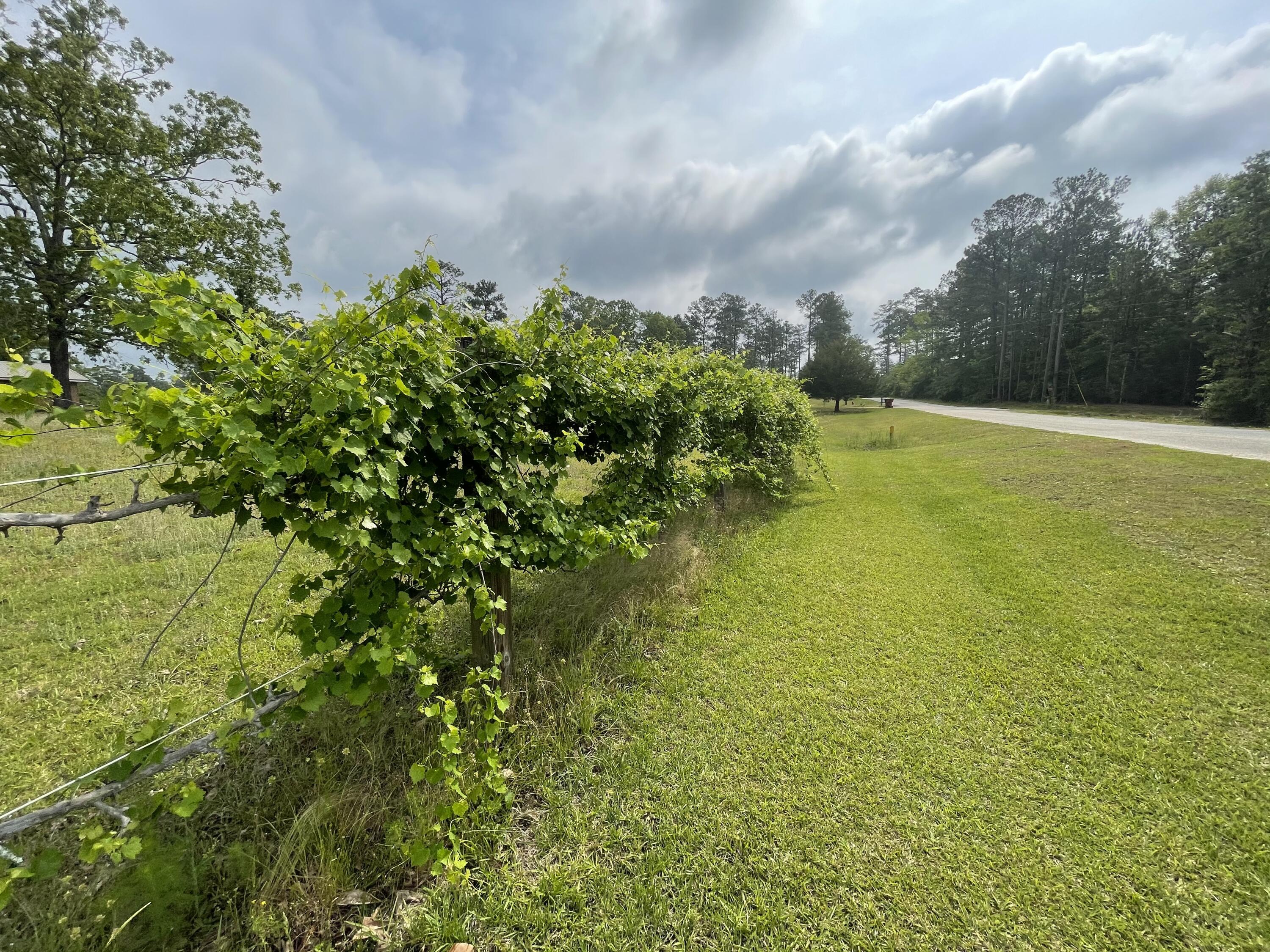 Near Blackwater state park Adjoins Connecha forrest on the Alabama Line to the north. Pole Barn, Big Oak's, Pecans, Pears and lots of Stars! Chicken Pen, Deer processing shed and a well!