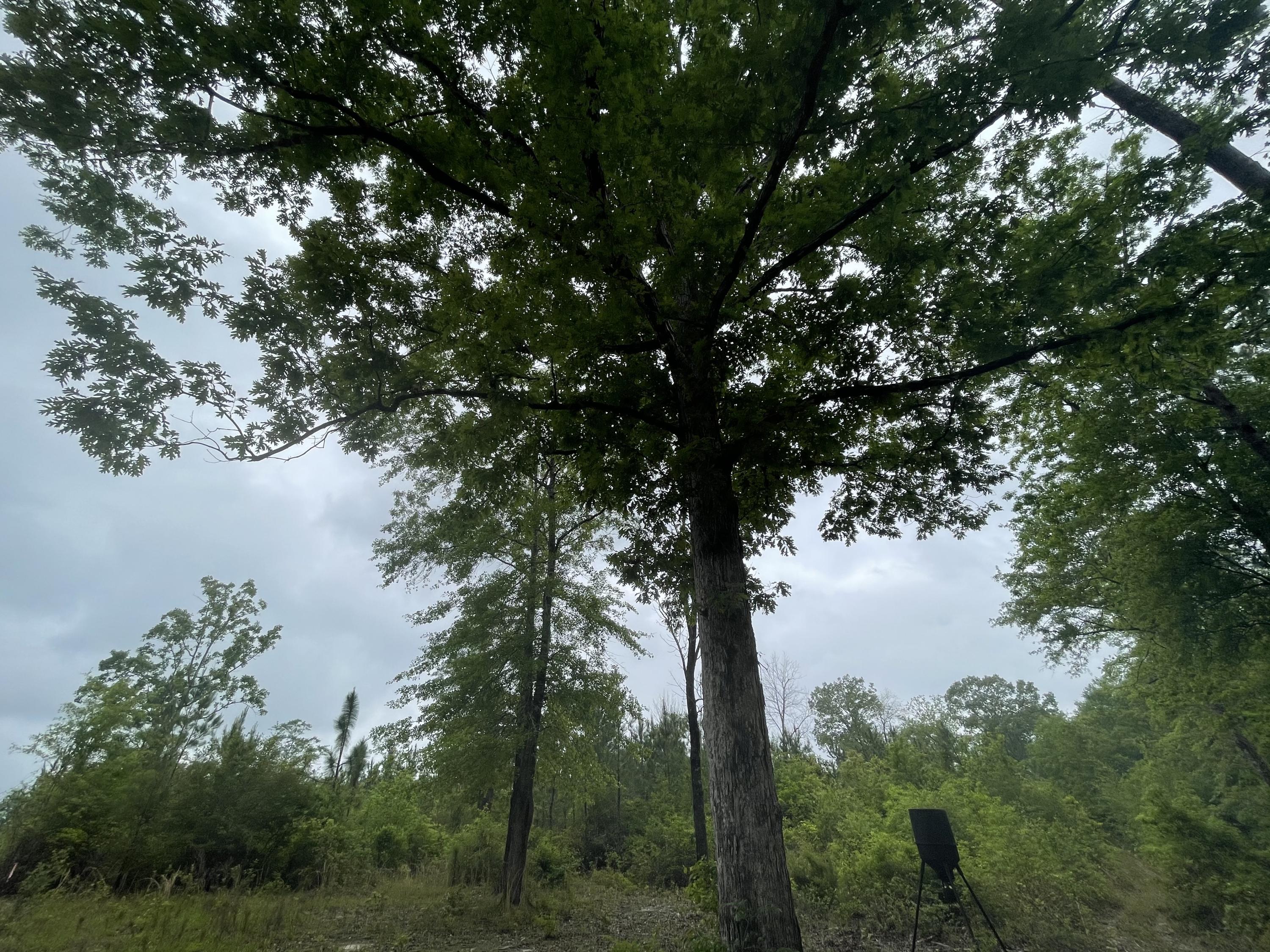 Metes and Bounds - Farm