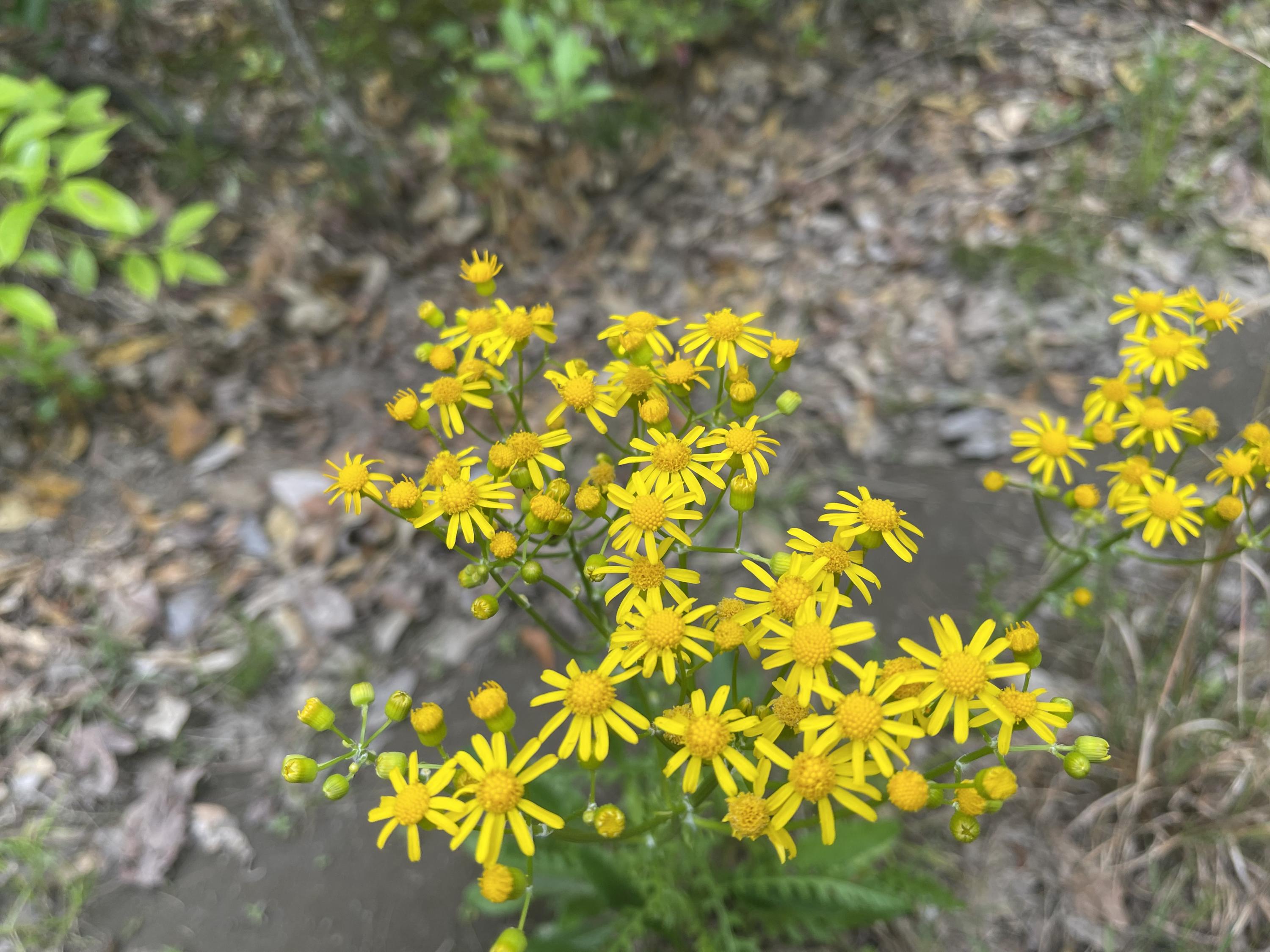 Metes and Bounds - Farm