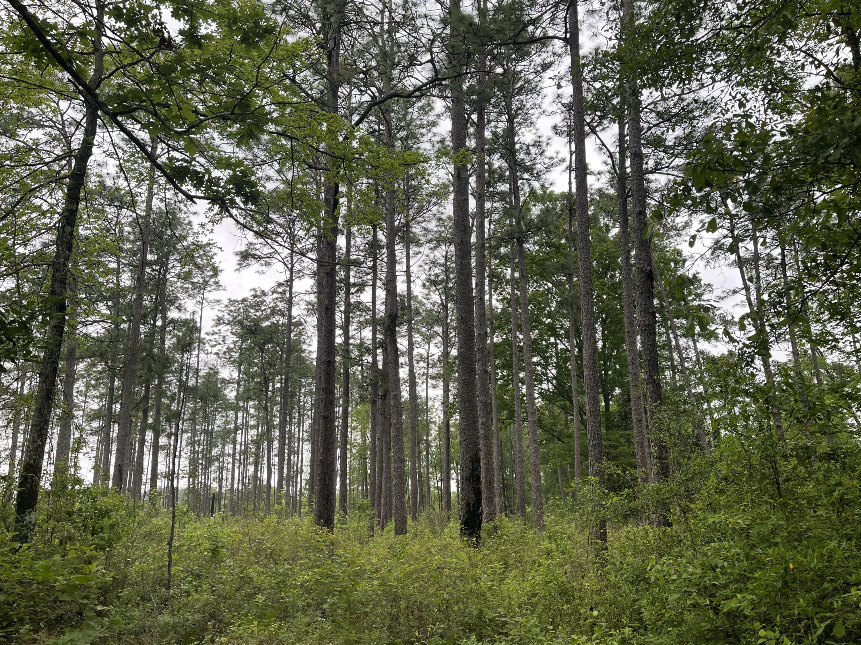 Metes and Bounds - Farm