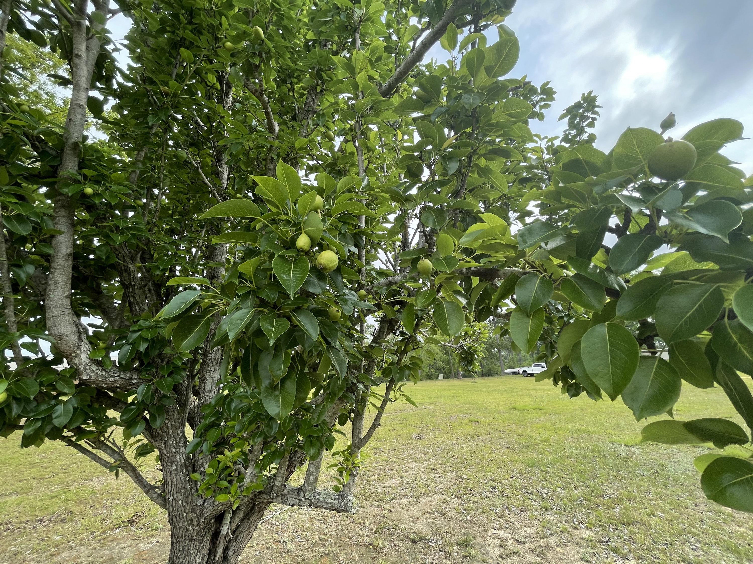 Metes and Bounds - Farm