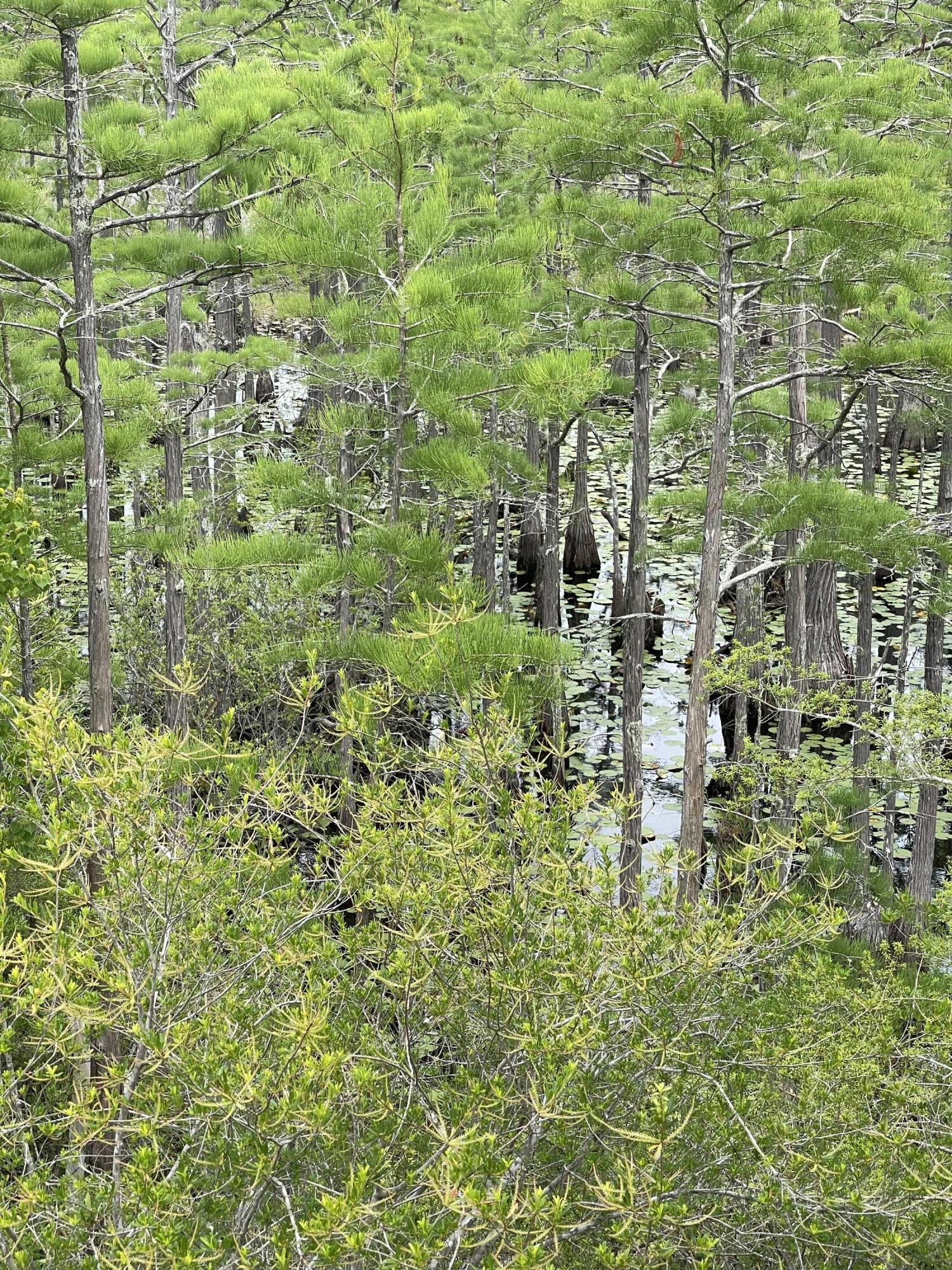 CYPRESS DUNES - Residential