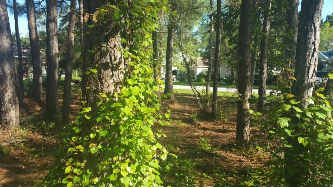 EMERALD BAY PH 1A - Land