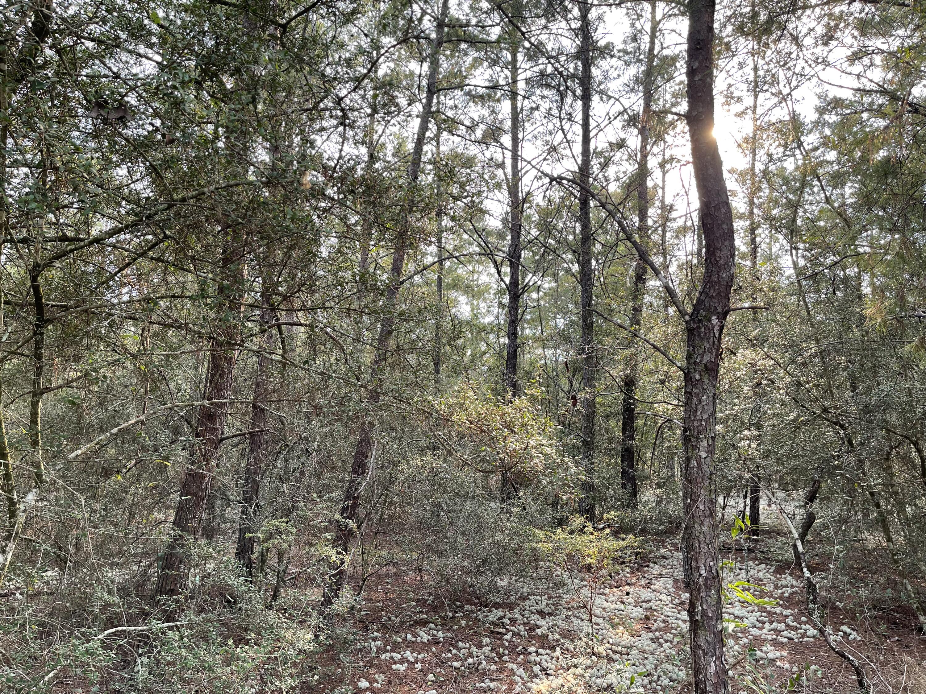 OAKWOOD HILLS UNIT 3 - Land