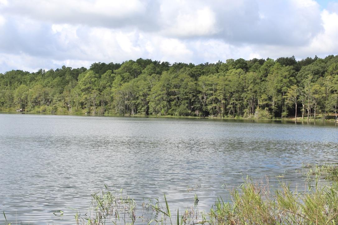 BLUE CYPRESS - Residential