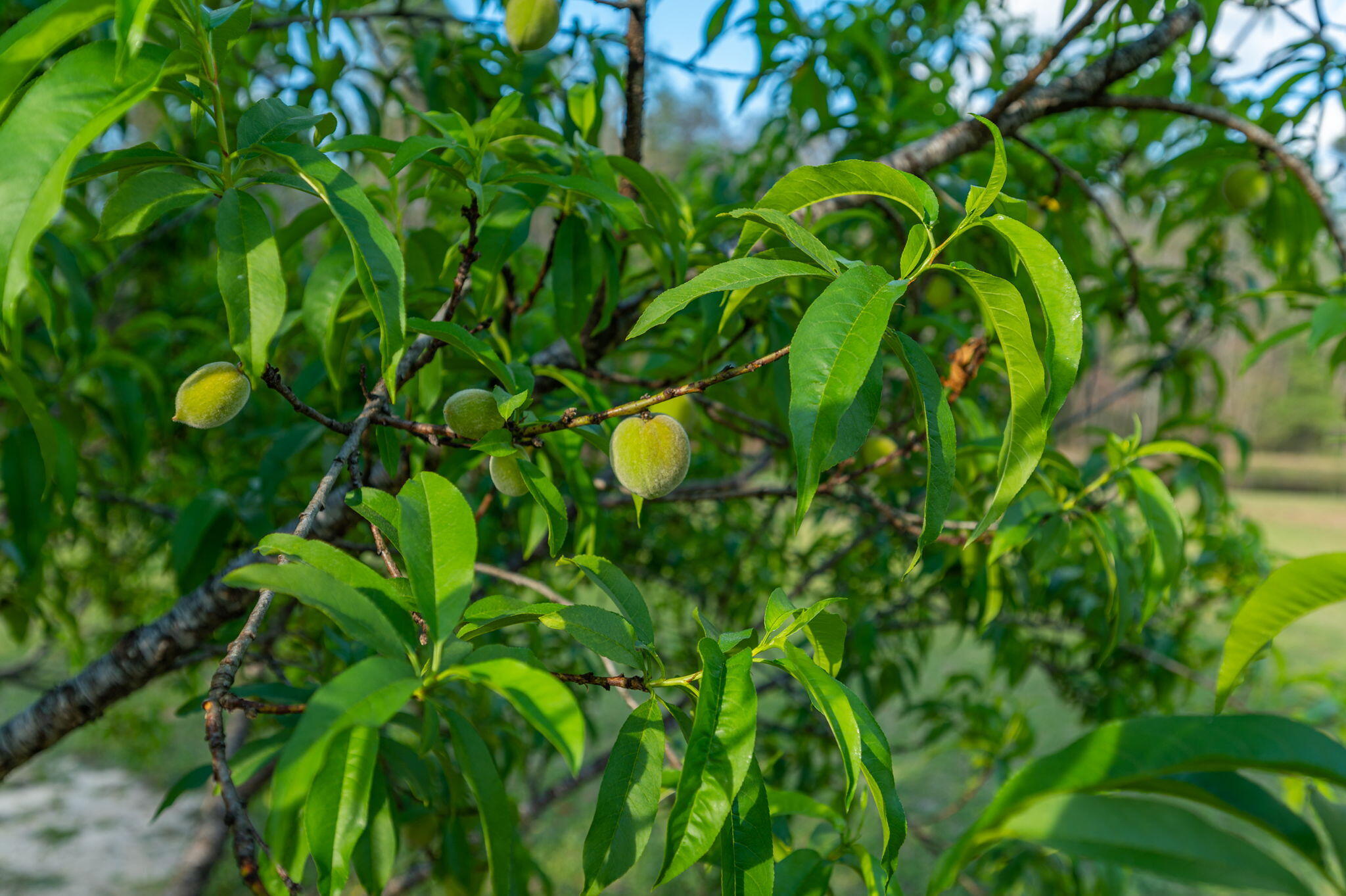 GRANDVIEW HEIGHTS - Residential