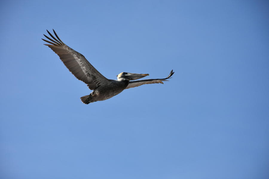 ISLAND ECHO CONDO - Residential