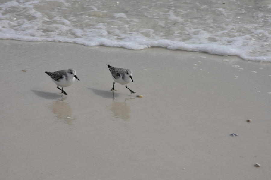 ISLAND ECHO CONDO - Residential