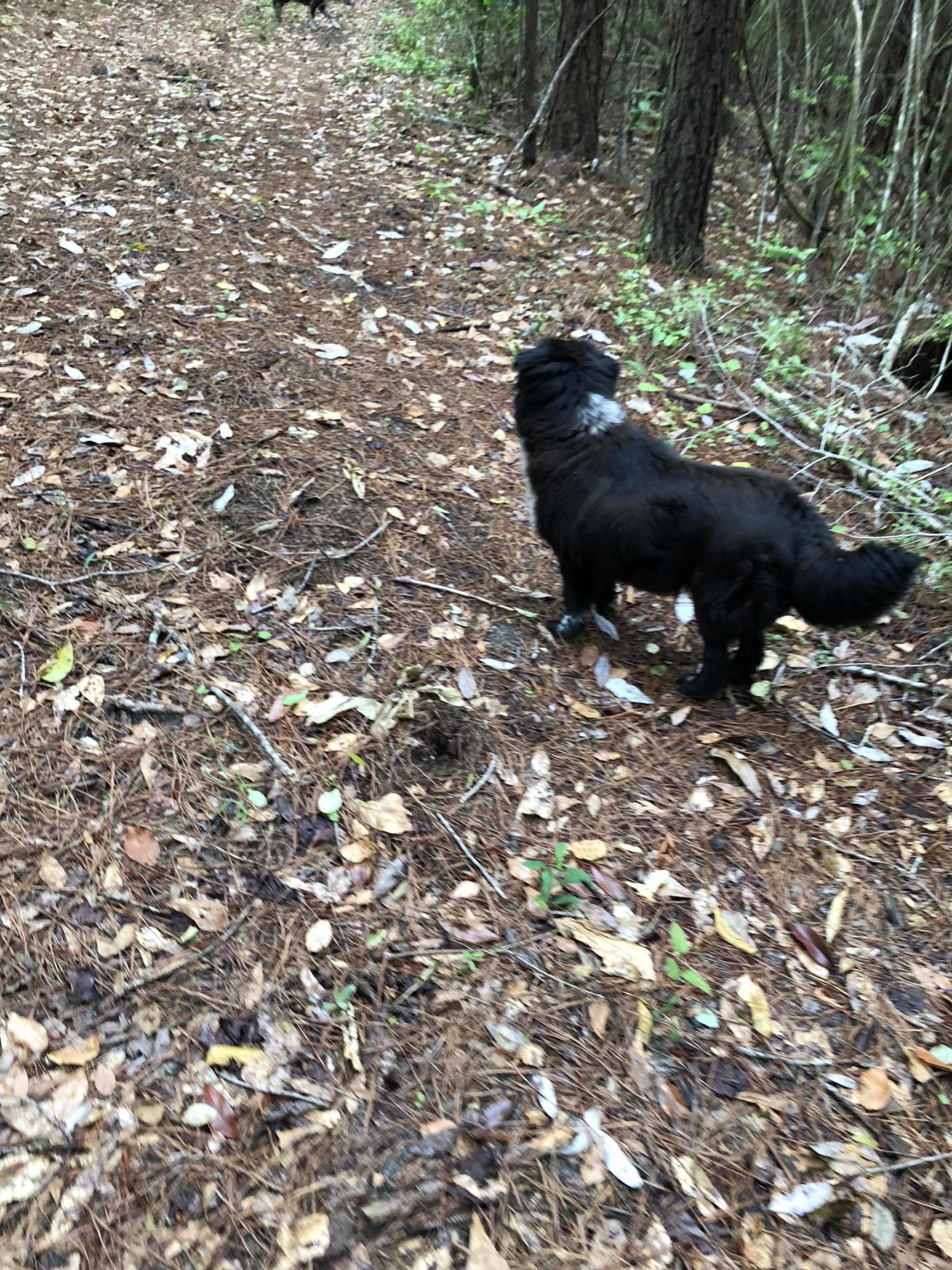 Metes and Bounds - Farm