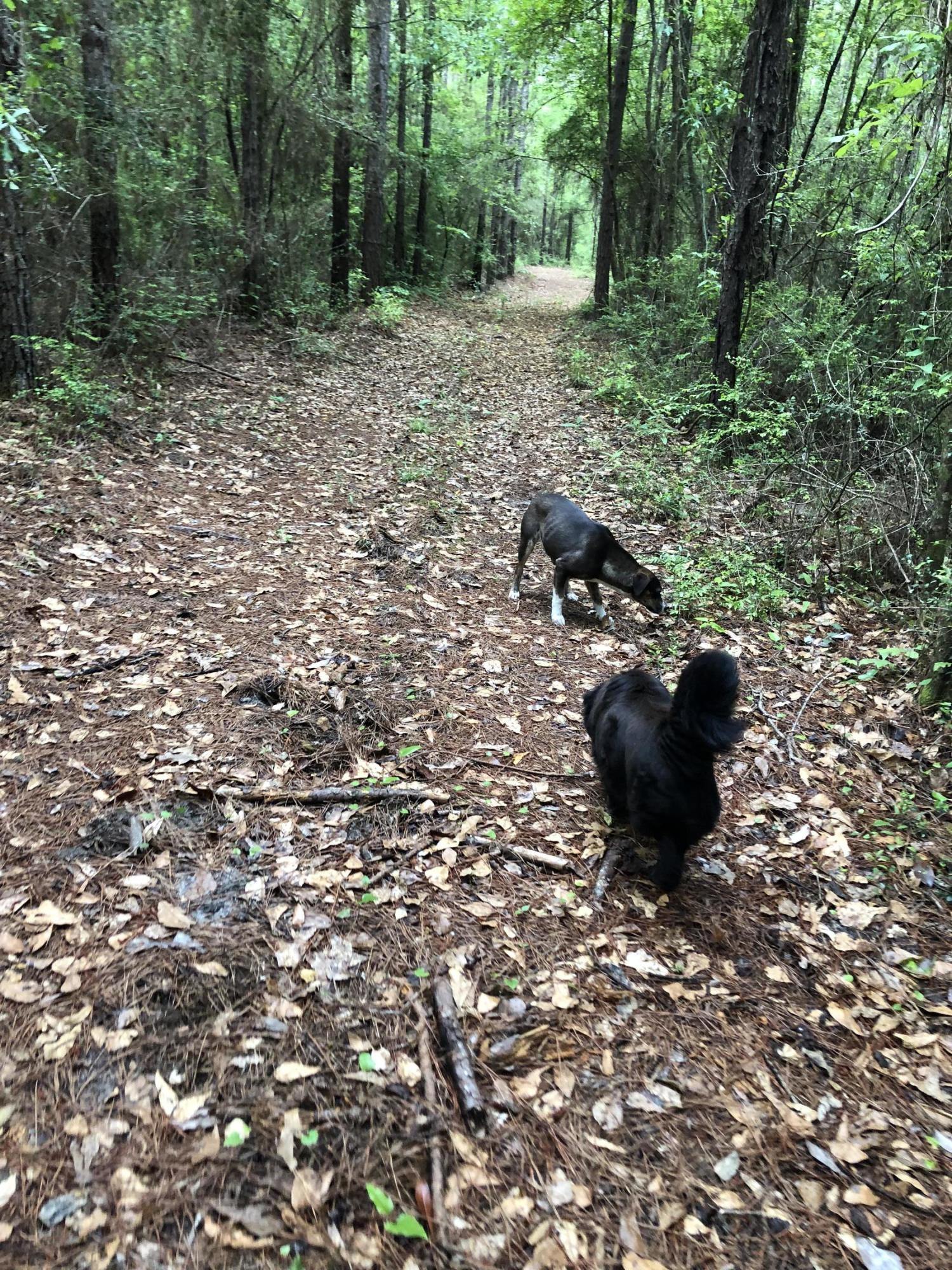 Metes and Bounds - Farm