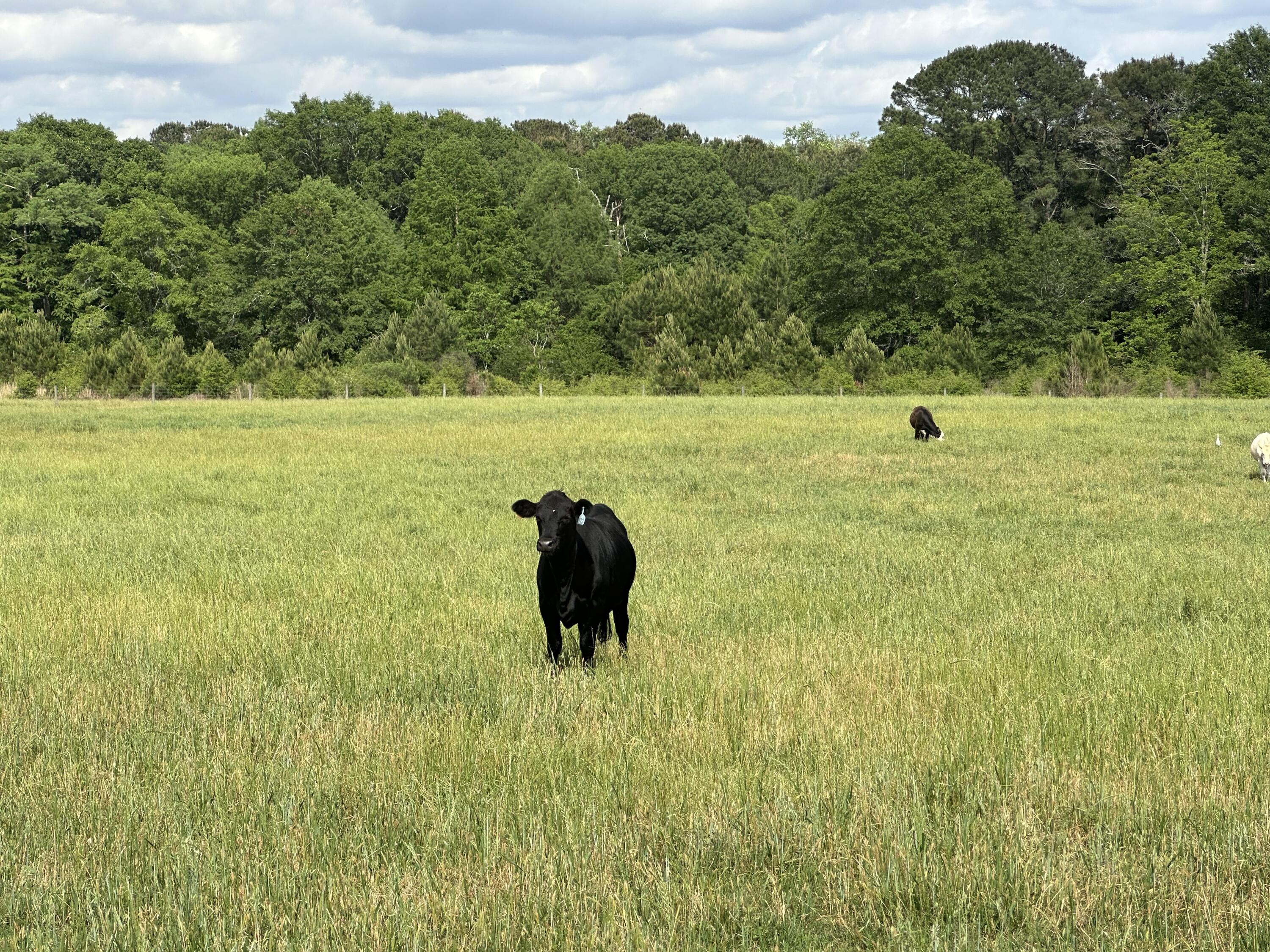 261.6 ac Millside Road +/-