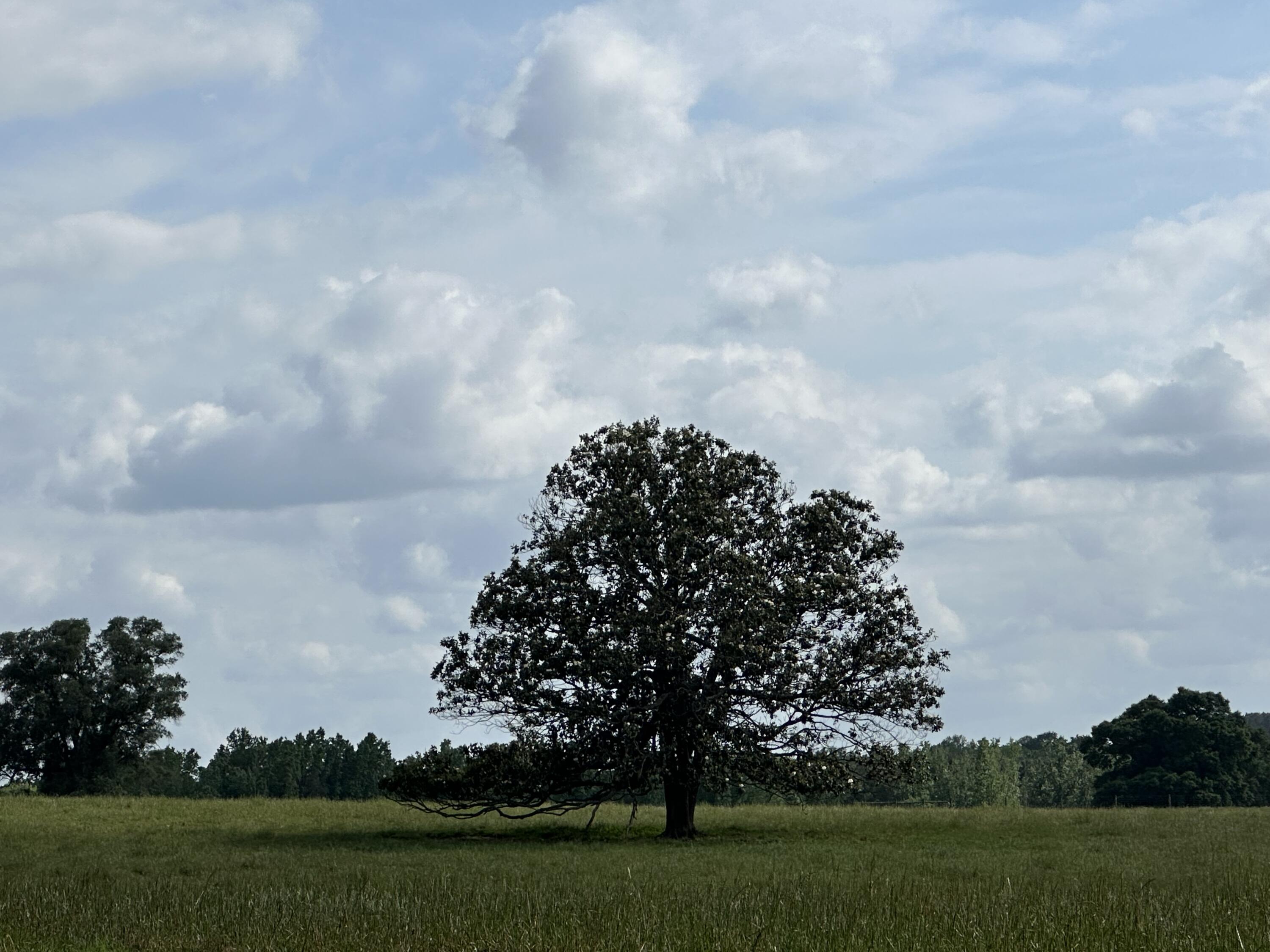 Metes and Bounds - Land