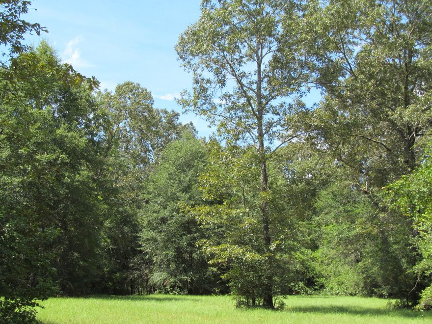 Beautiful 20 acre wooded parcel in North Walton County. Approximately 2.5 acres of the subject property has been cleared,The property is loaded with big hardwoods and pines. Lots of wildlife. Big deer country. Price right at $2750.00 per acre.