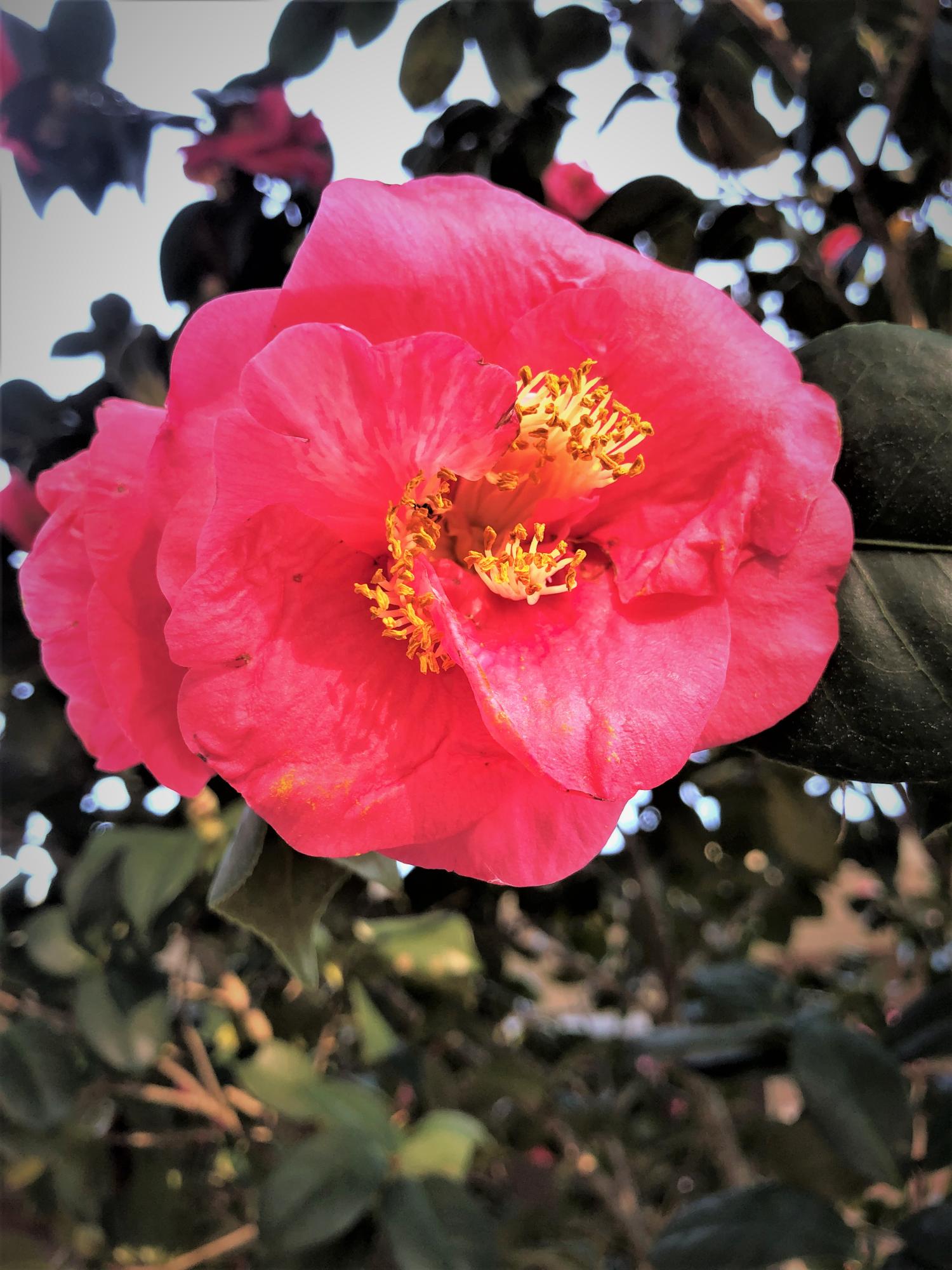 CHATEAUGUAY 2 - Residential