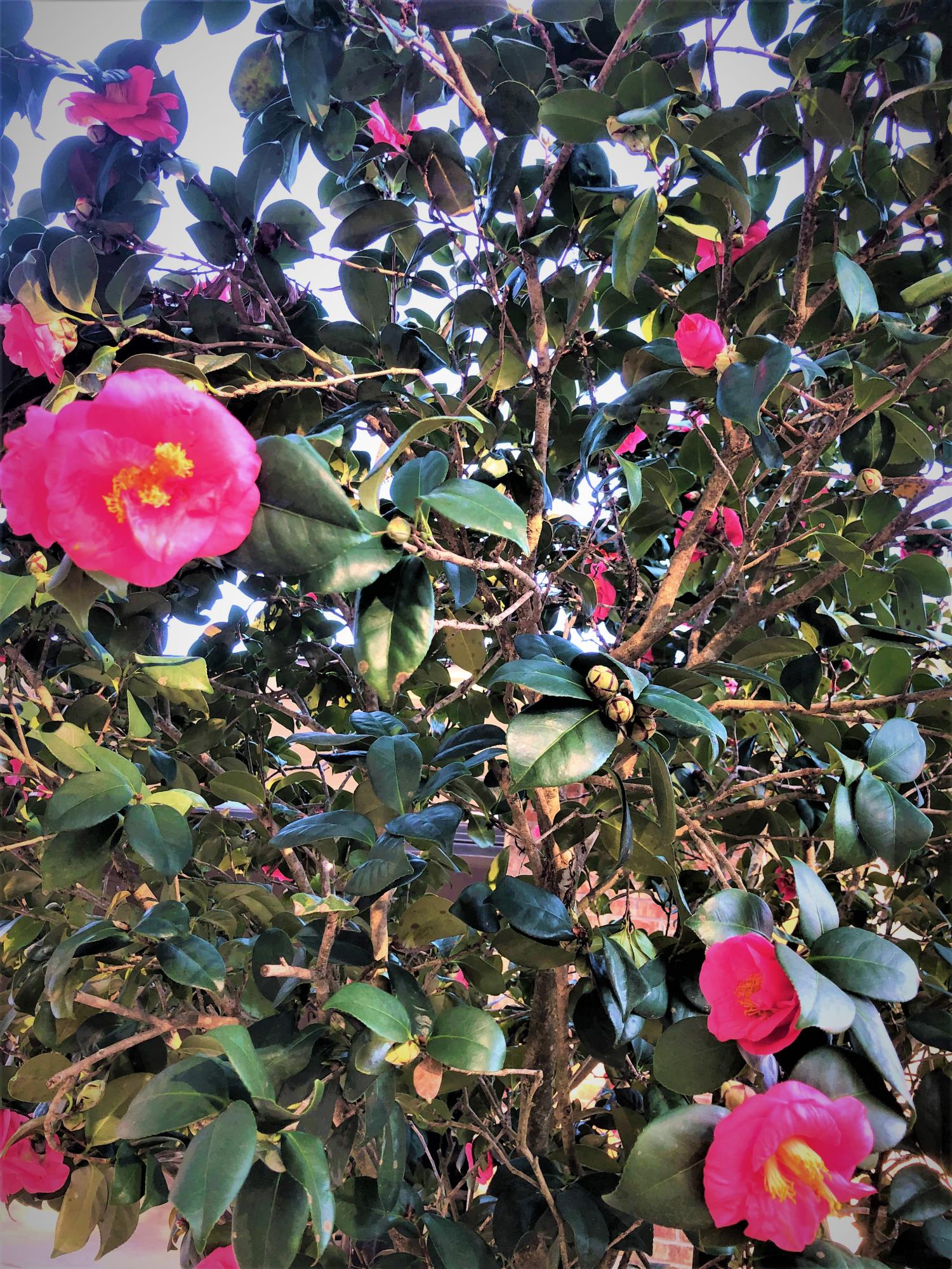 CHATEAUGUAY 2 - Residential