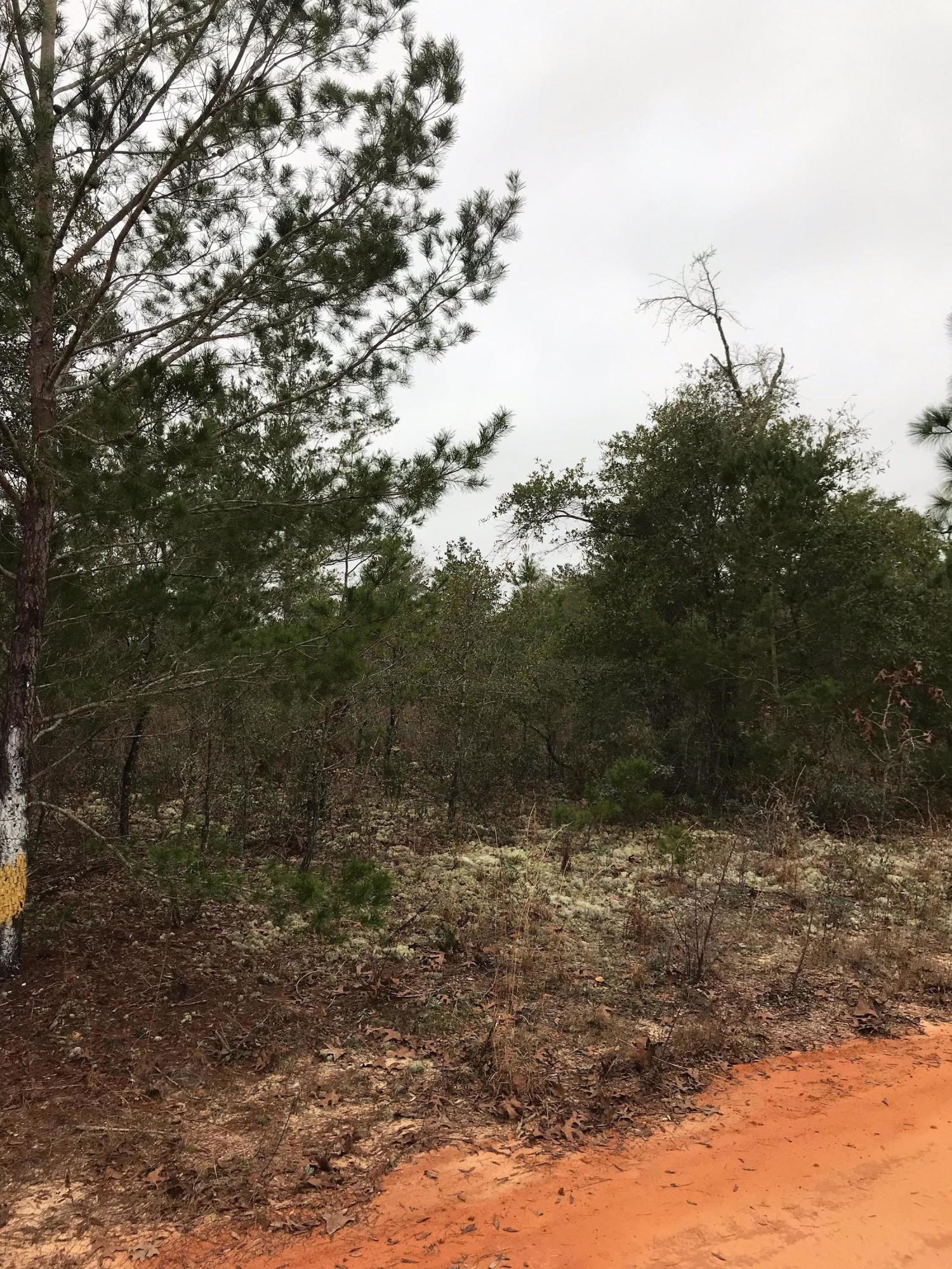 Priced to SELL!!!! Check out this level quarter acre lot that is ready for you to build or place your manufactured home on. This location is conveniently to I-10 & 285, which makes it convenient to DeFuniak Springs, Crestview & Niceville. Seller has multiple lots available, call today to find out how to bundle and buy more for LESS!