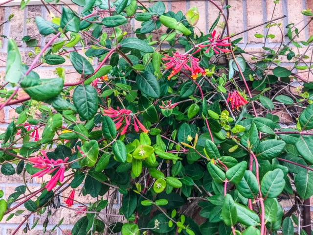 BRIDGEPORT COLONY - Residential