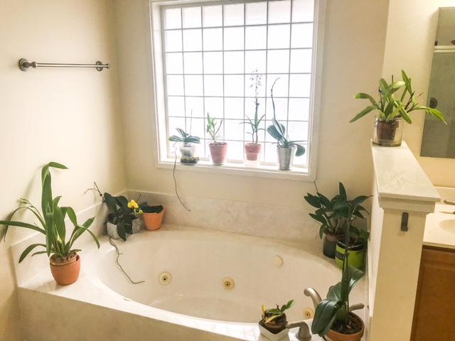 BRIDGEPORT COLONY - Residential