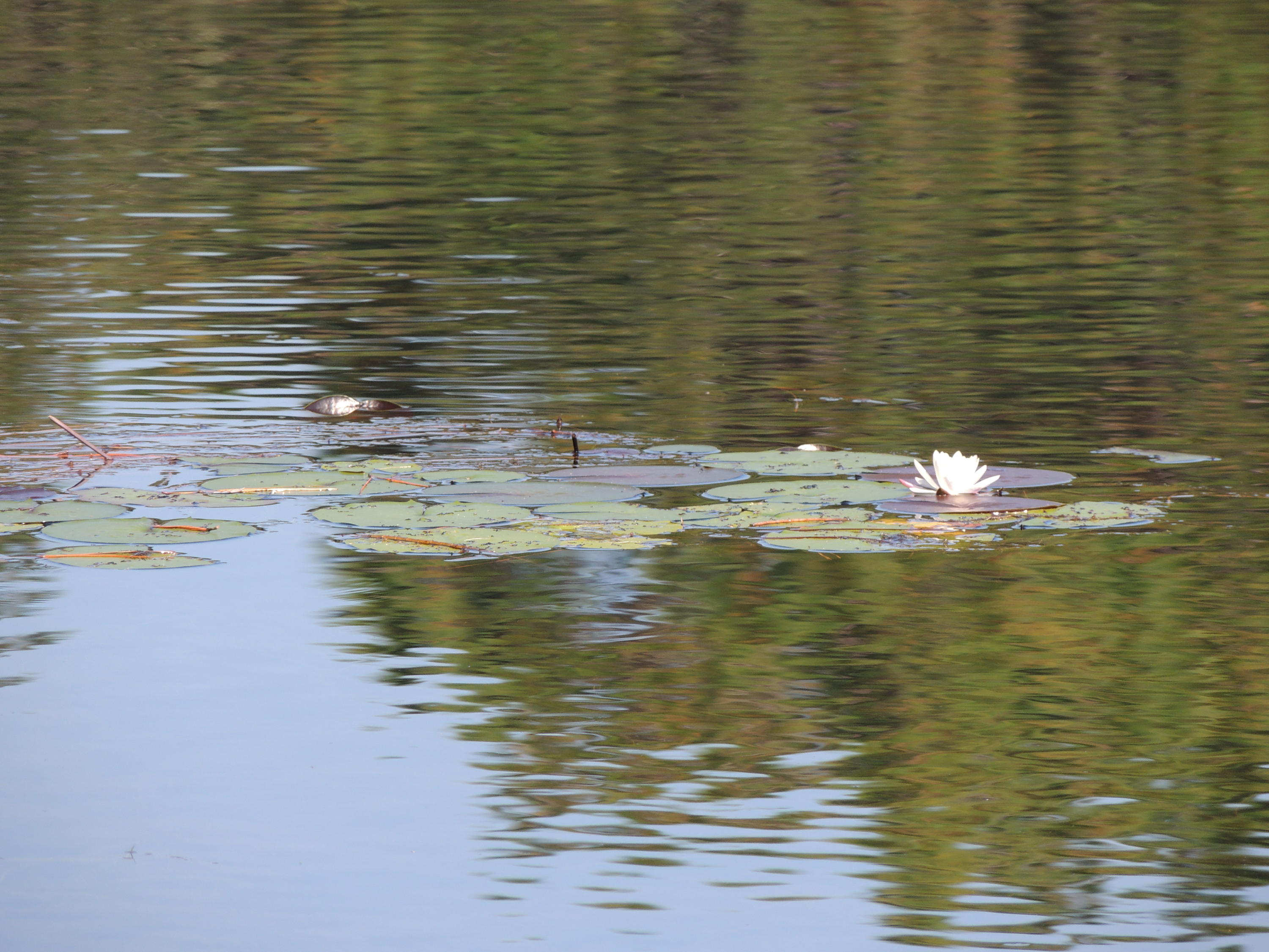 HARVEST HILLS, 2nd Addition - Residential