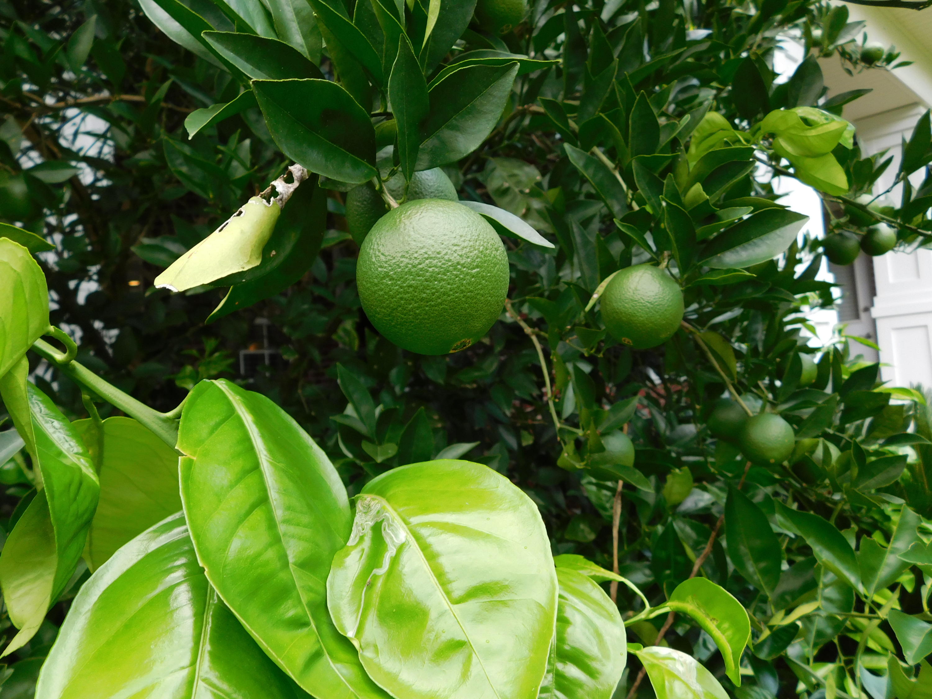 SWIFT CREEK PH 4 - Residential