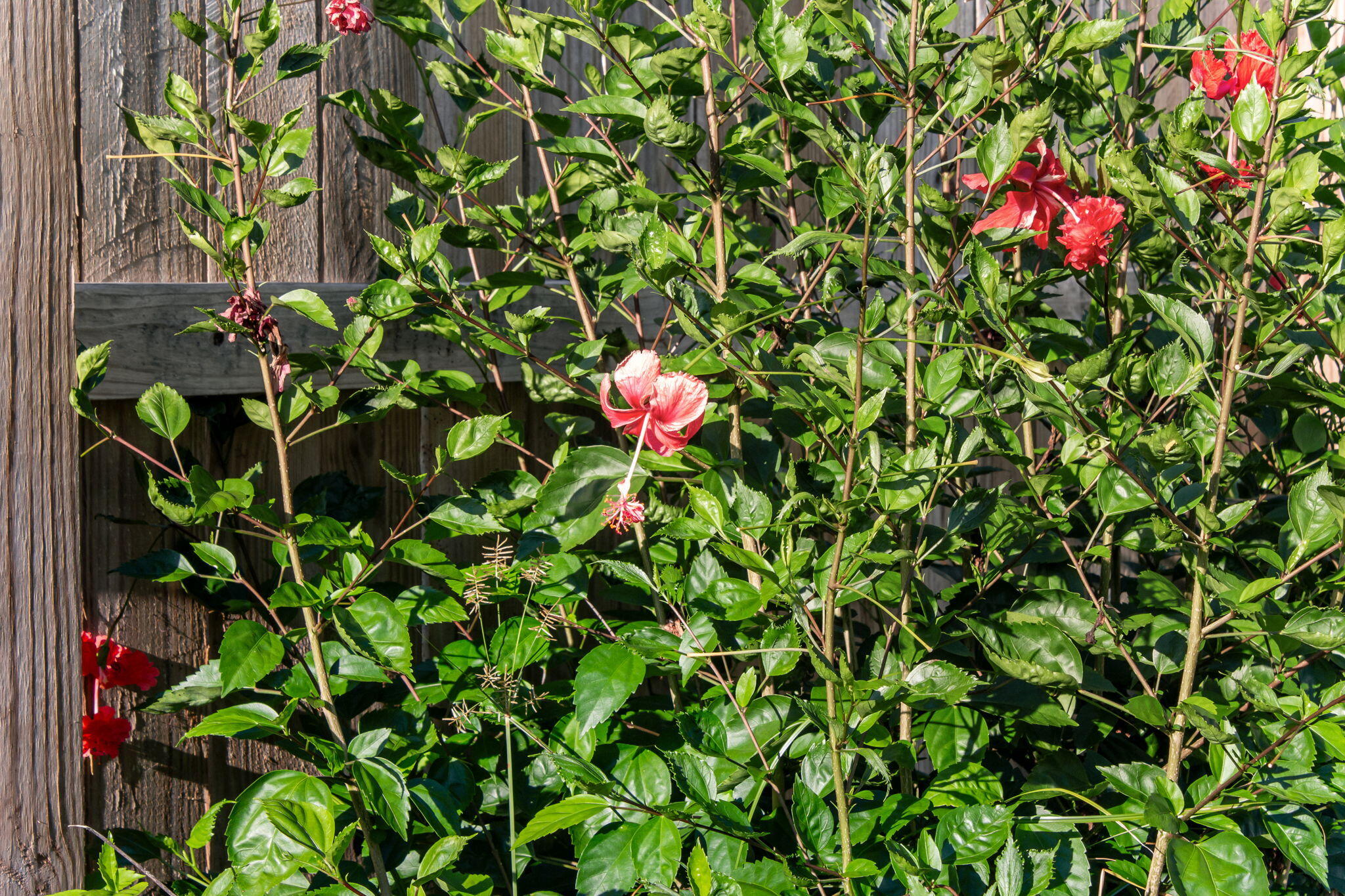 BENT TREE S/D - Residential Lease