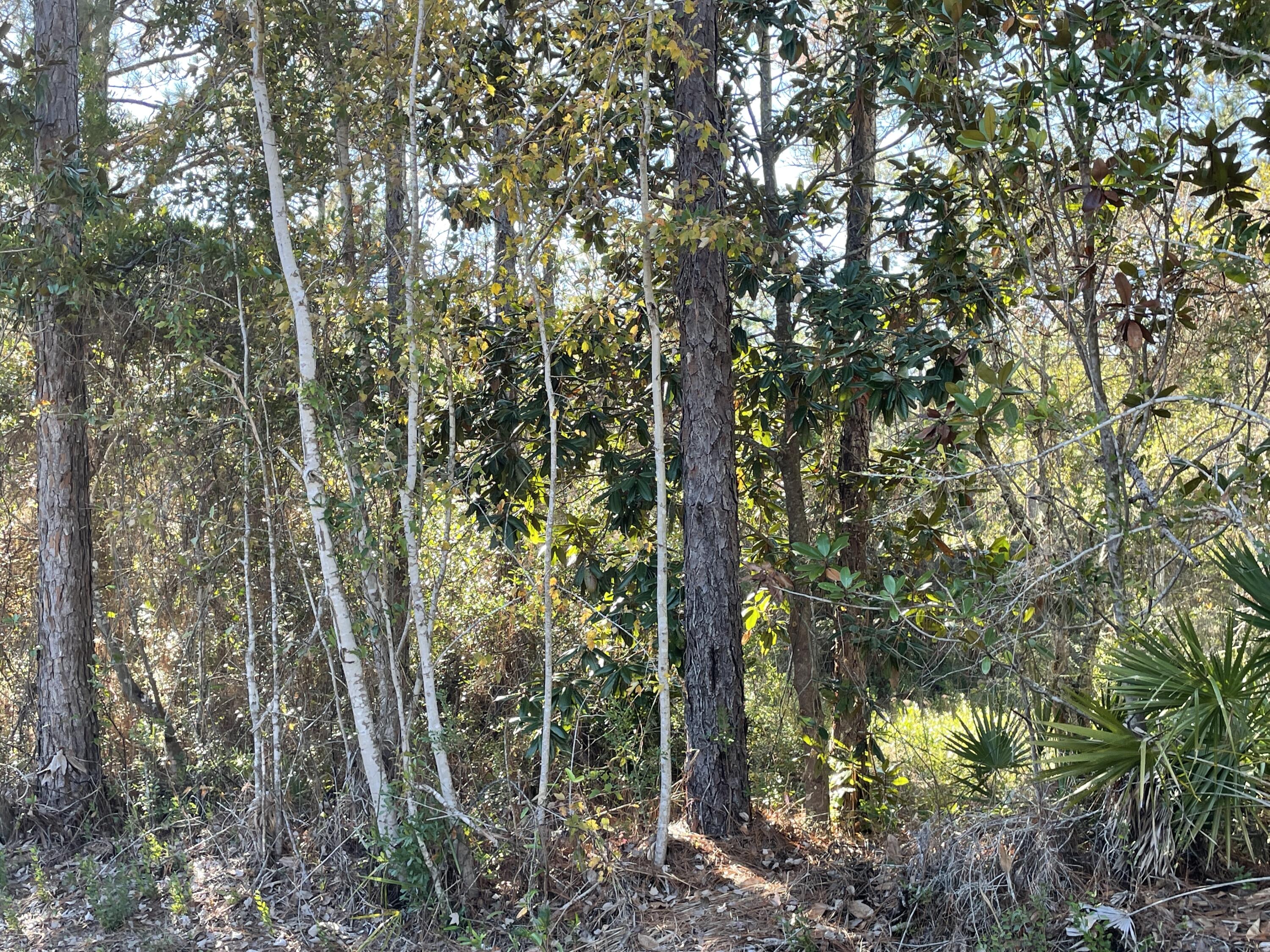 Looking to build your new home or mobile home? Currently wooded, this lot could be just the place. Only minutes from restaurants, shopping and the beach. Buyer is to verify all information and measurements.