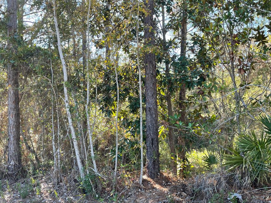 Looking to build your new home or mobile home?  Currently wooded, this lot could be just the place.  Only minutes from restaurants, shopping and the beach. Buyer is to verify all information and measurements.