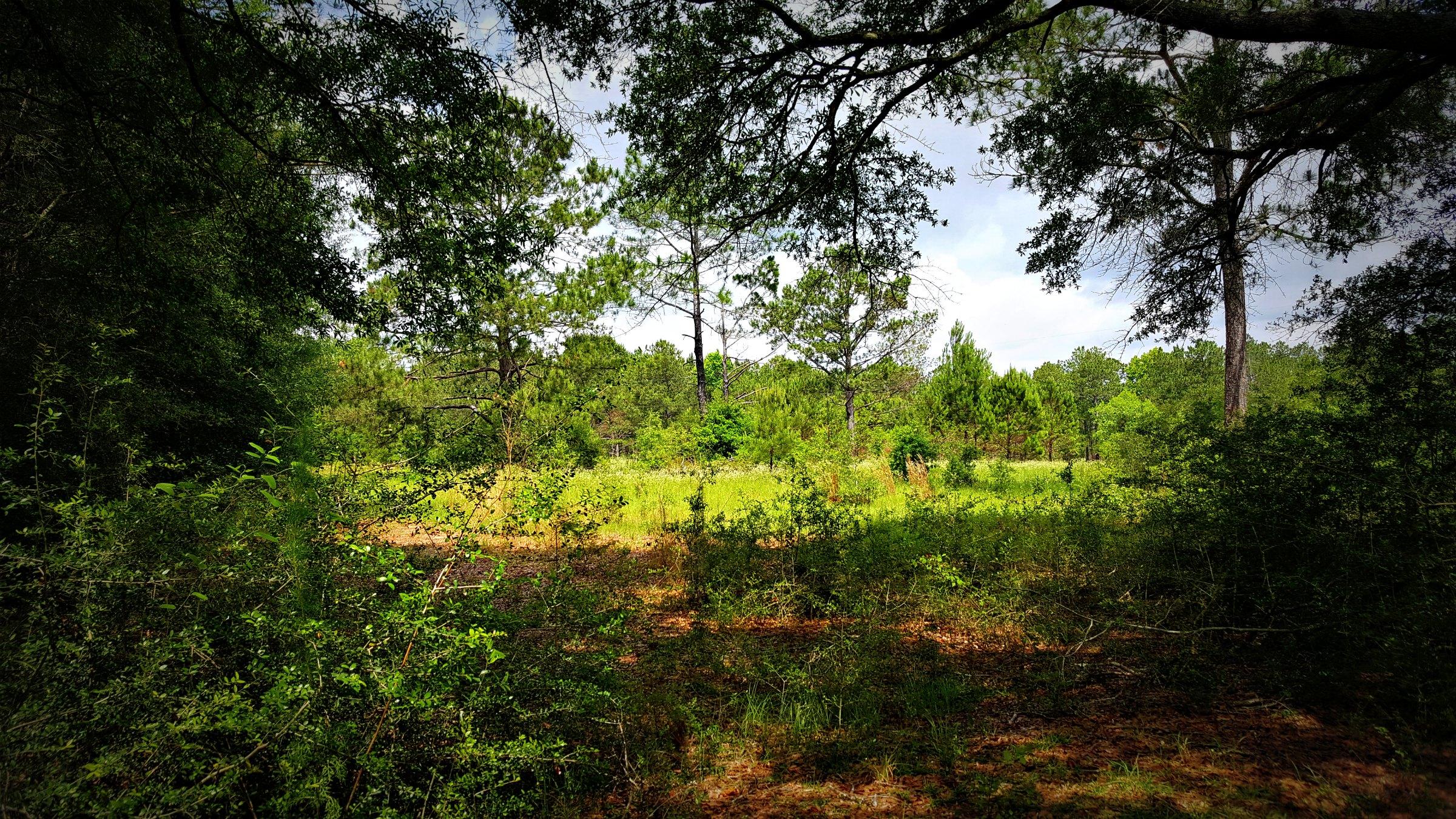 HAMMES PROPERTY - Land