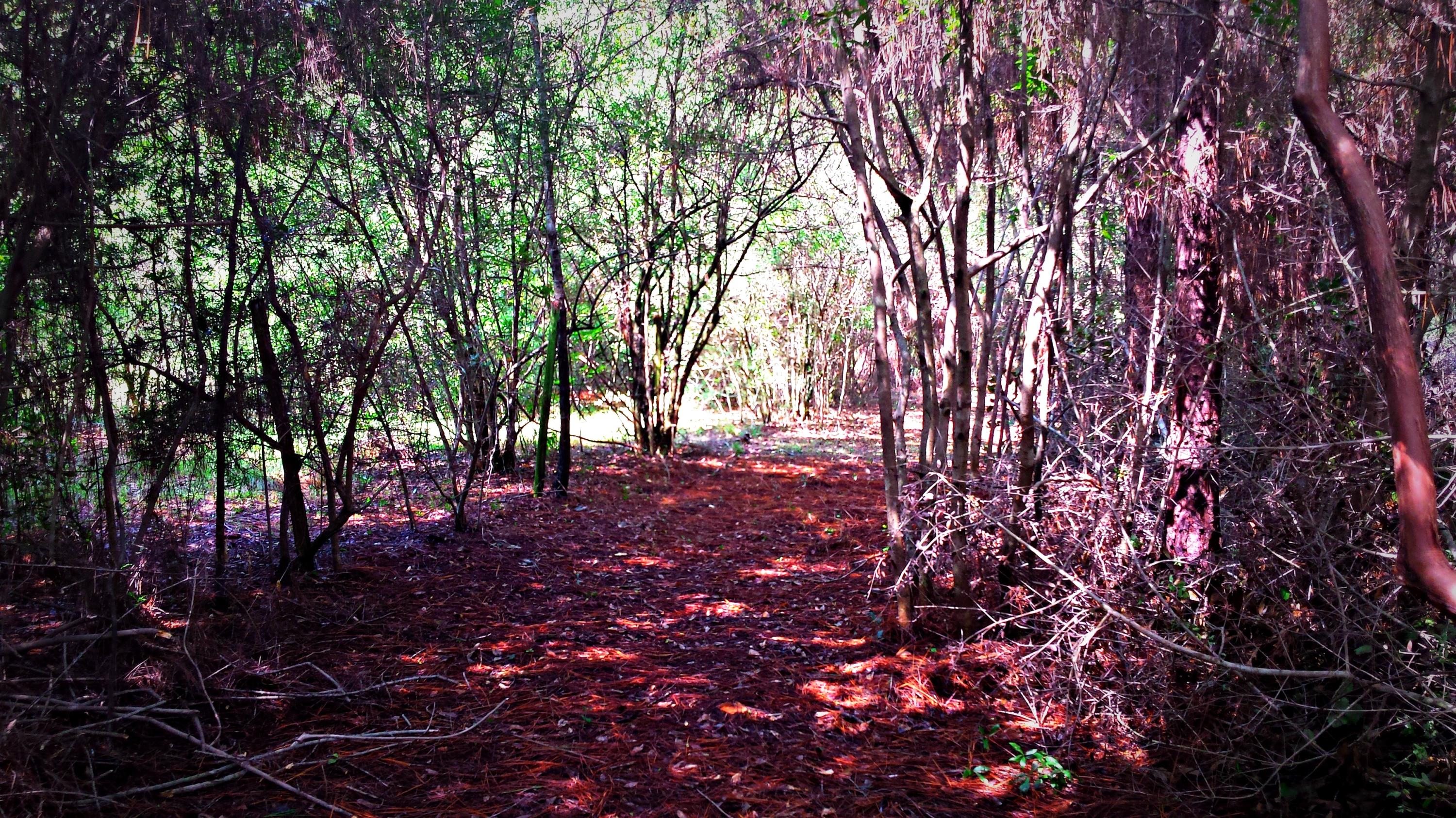 HAMMES PROPERTY - Land