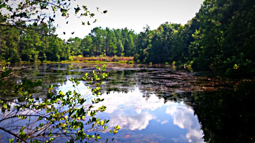 SELLER VERY MOTIVATED. MAKE OFFER:Rare opportunity to own 40 Acres of Northwest Florida's COUNTRYSIDE! Only minutes to Defuniak Springs and less than an hour to the beautiful sandy white beaches and emerald green waters of the Emerald Coast. The hunting possibilities are endless. You will appreciate fishing on the private lake. Don't miss this opportunity to enjoy all the wildlife this area has to offer. Property has a 40'wide deeded easement to property from Peacock Rd.