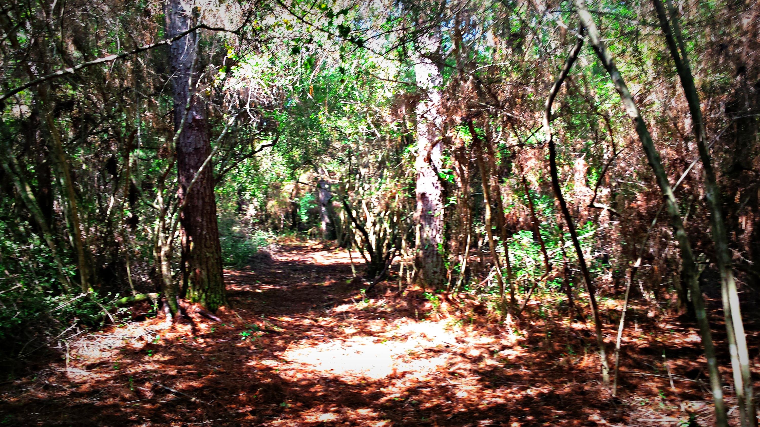 HAMMES PROPERTY - Land