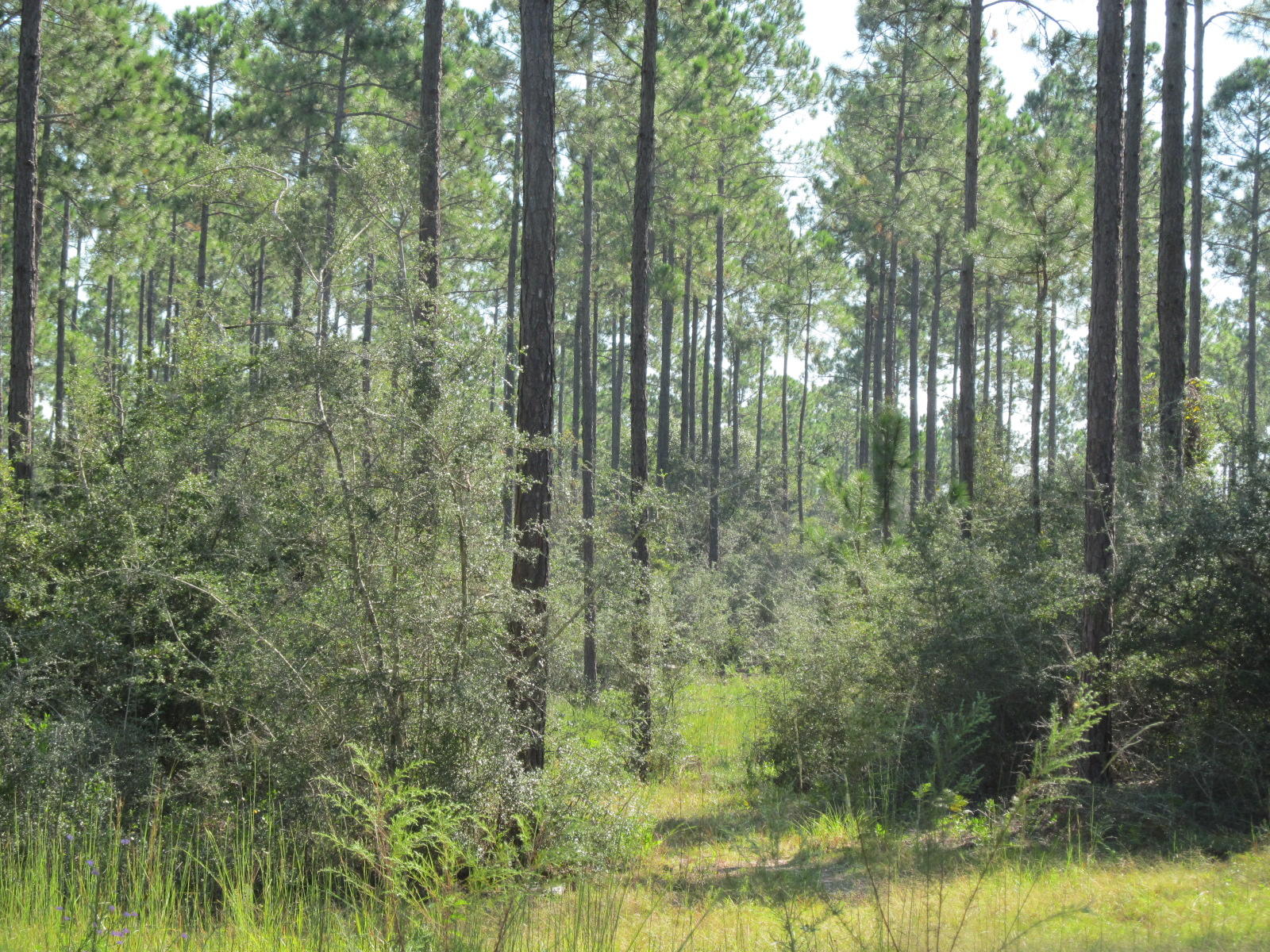 Walton Plantation - Land