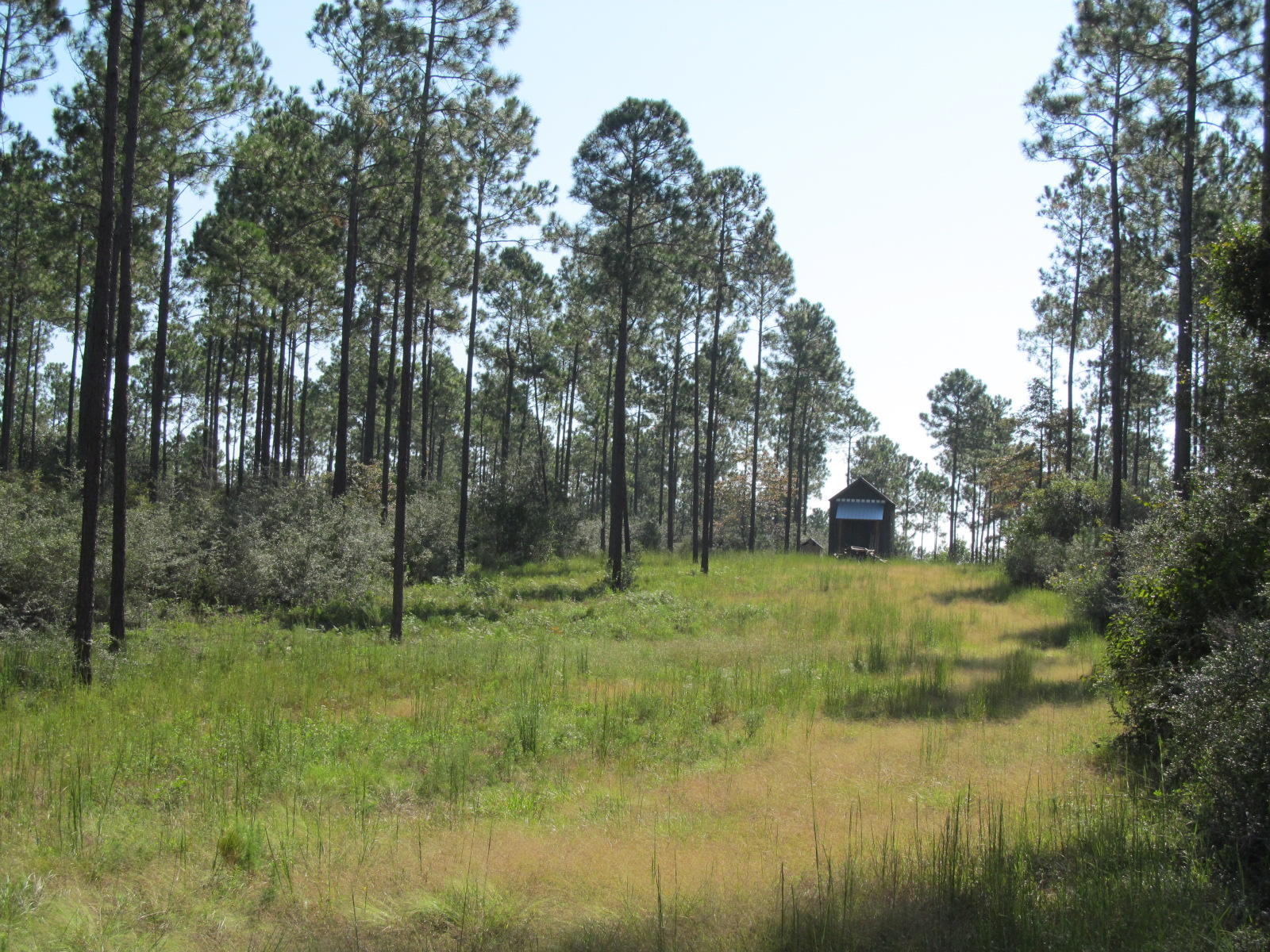 Walton Plantation - Land