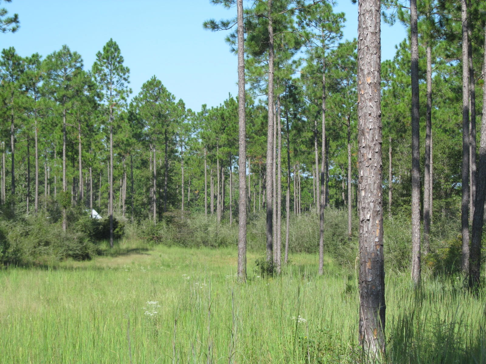 Walton Plantation - Land