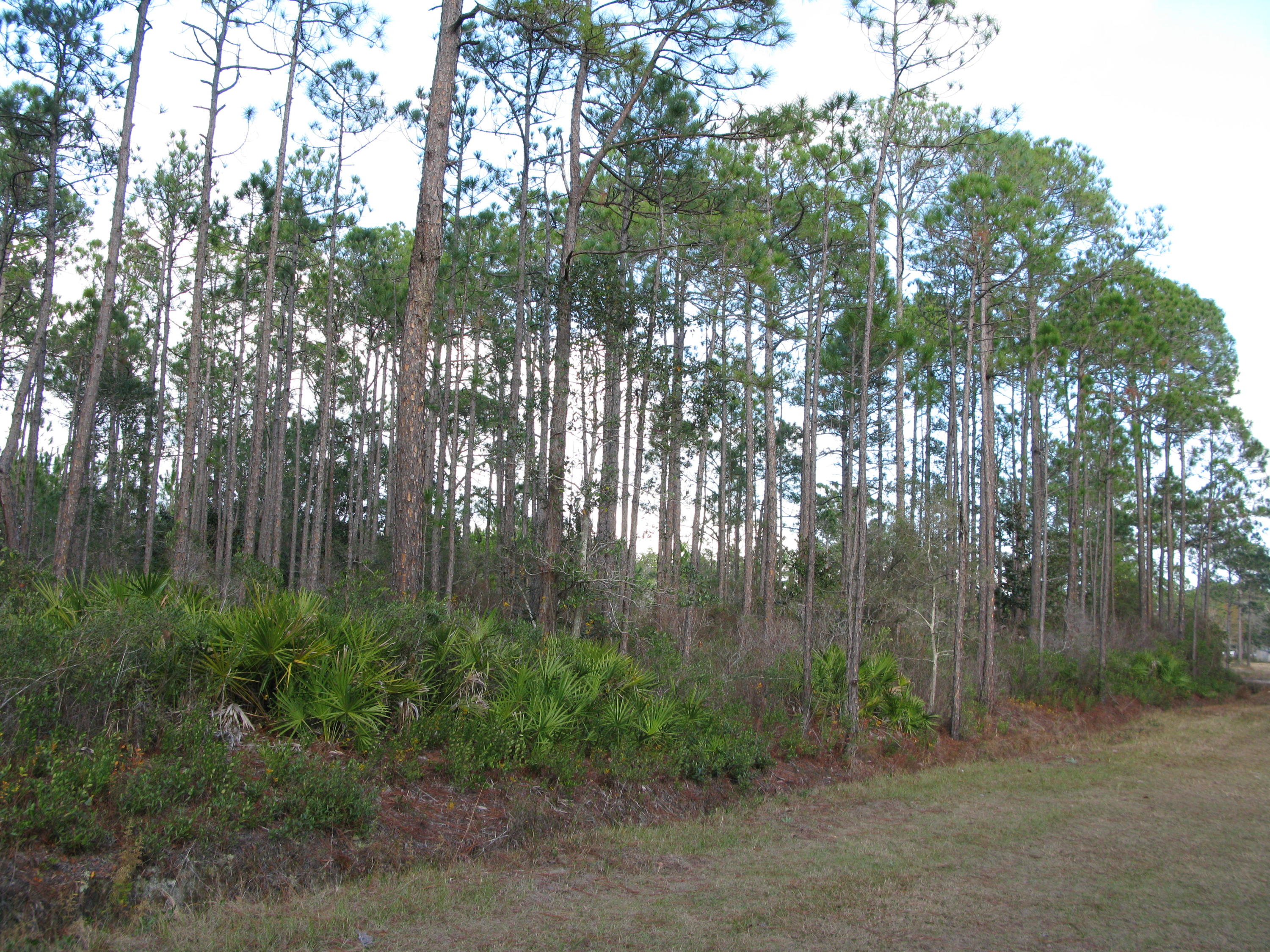 BUILD YOUR DREAM. MIDDLE LOT OF 3 AVAILABLE LOTS. BY THIS ONE OR BUY ALL THREE.