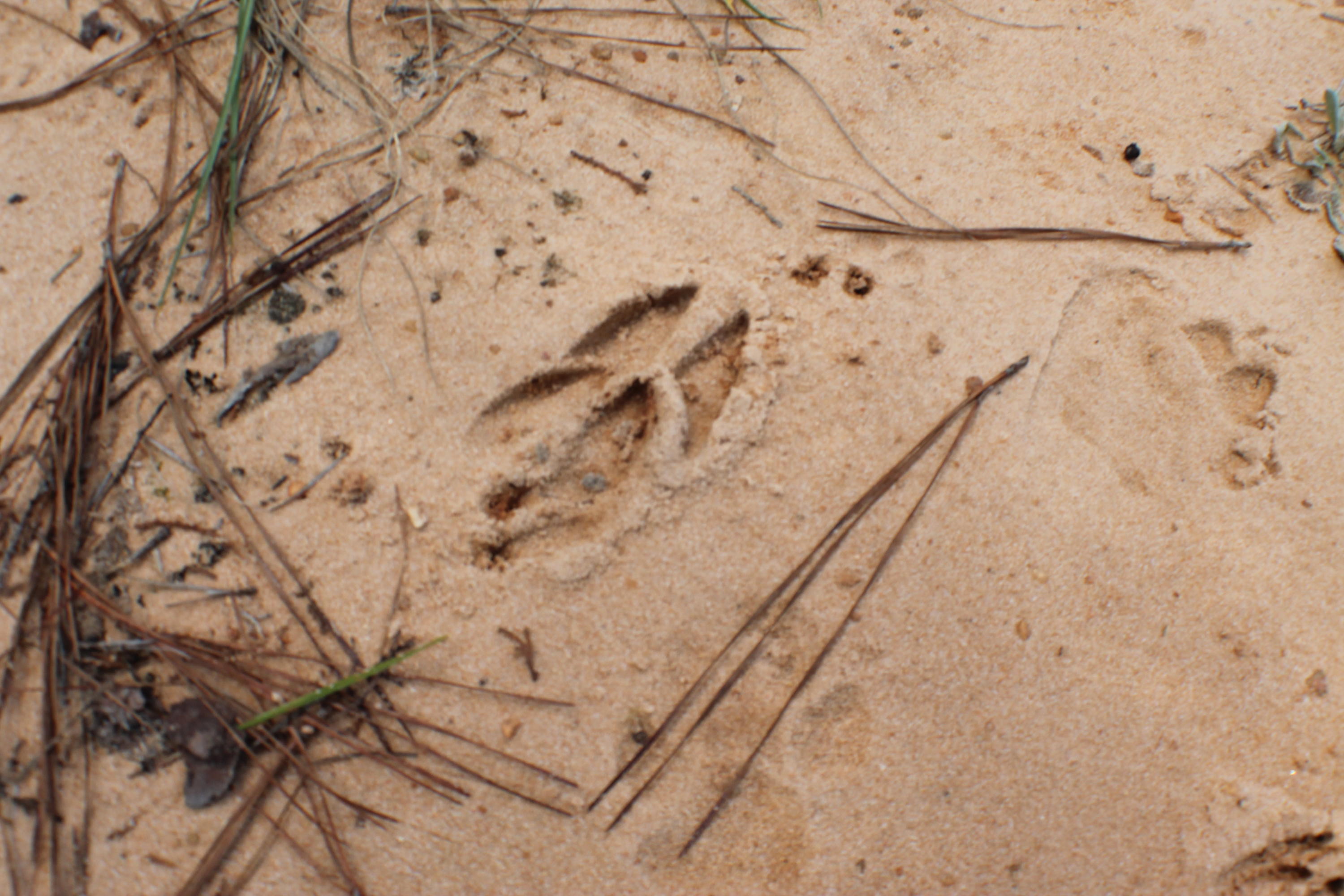 METES & BOUNDS - Farm