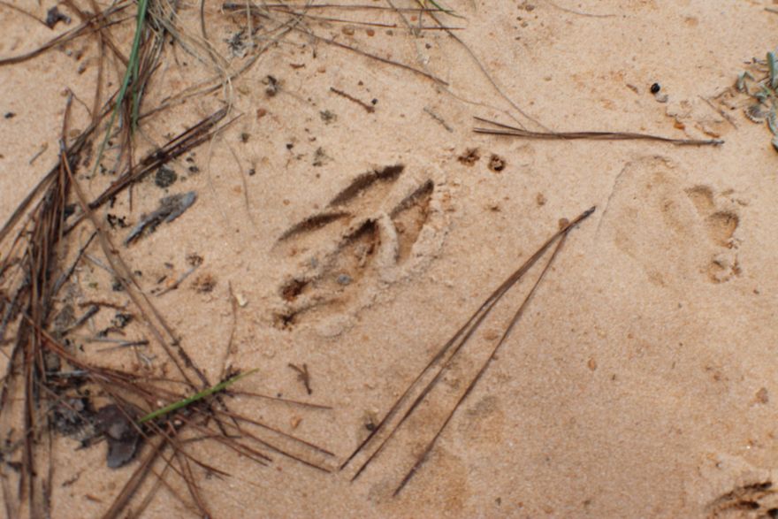 An Outdoor enthusiast's paradise! Approx 40 acres. Very nicely wooded. Maybe a small pond. There is a good bit of timber. Zoning is agricultural. Part of property is in 100 year flood zone. There is a Homeowner's Association, $100 per year. If you like hunting, camping or just walking in the woods, you will love this property. There are a couple of small creeks on the property also. HOA prevents hunting, but the HOA President and neighbors all hunt.