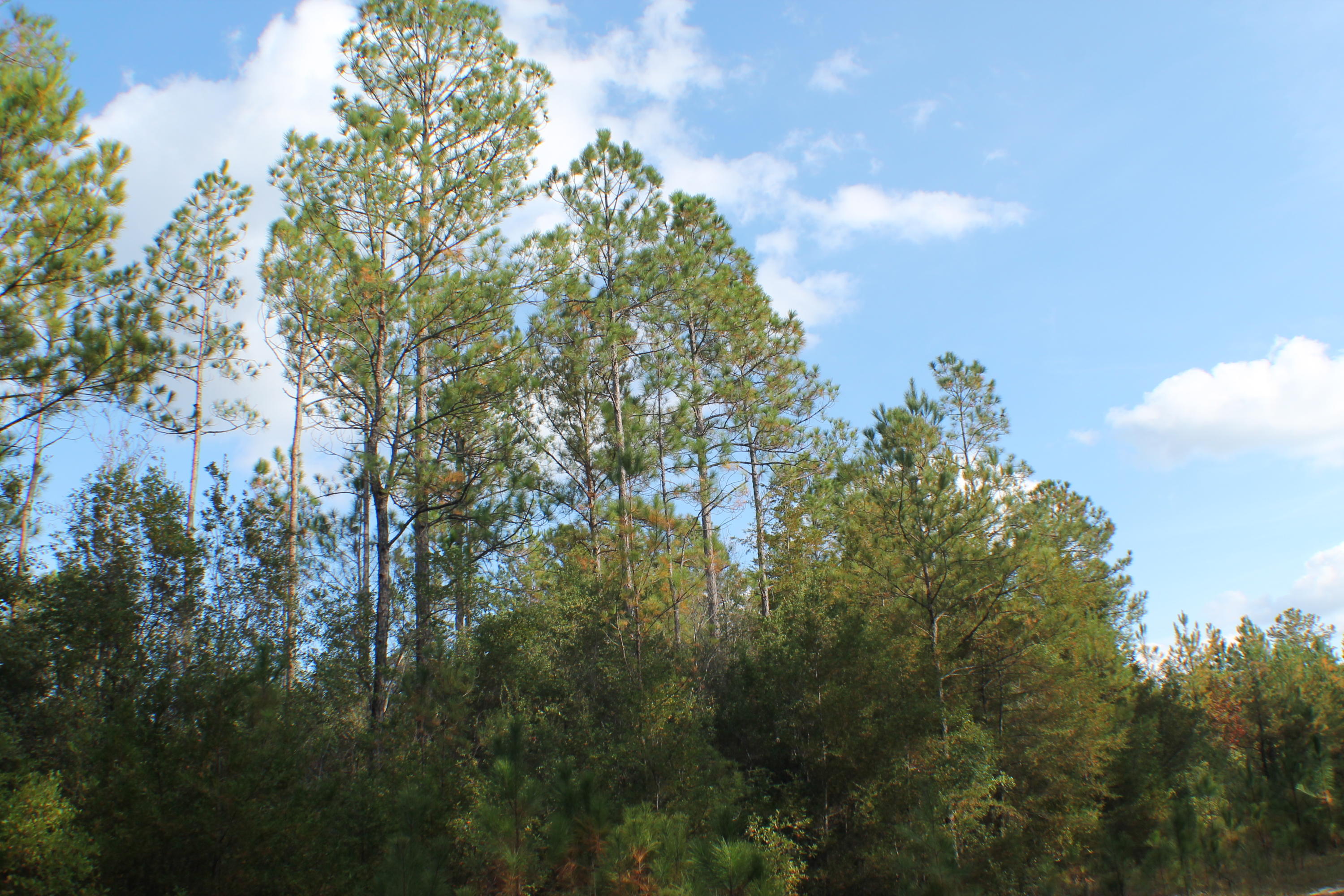 METES & BOUNDS - Farm