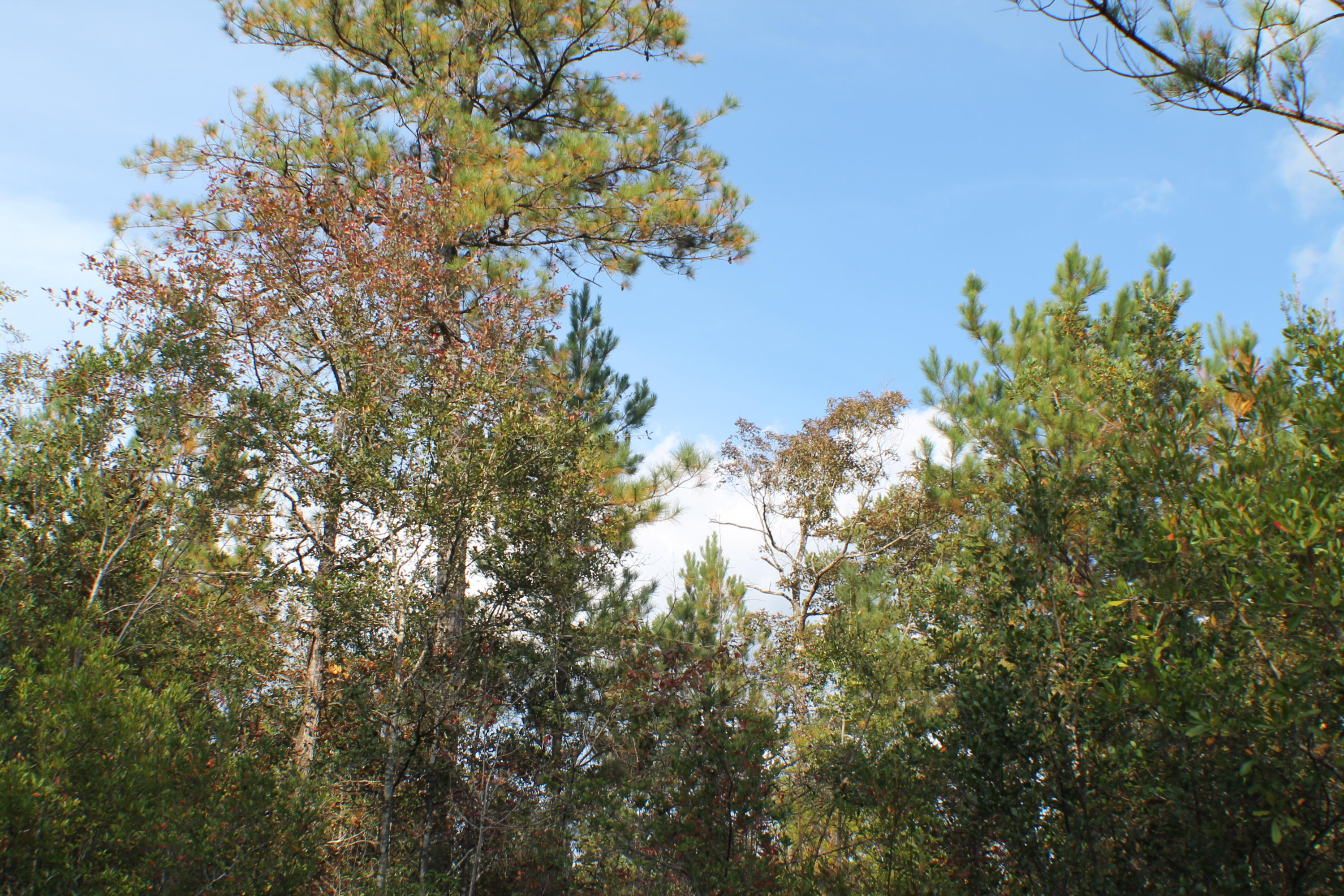 METES & BOUNDS - Farm