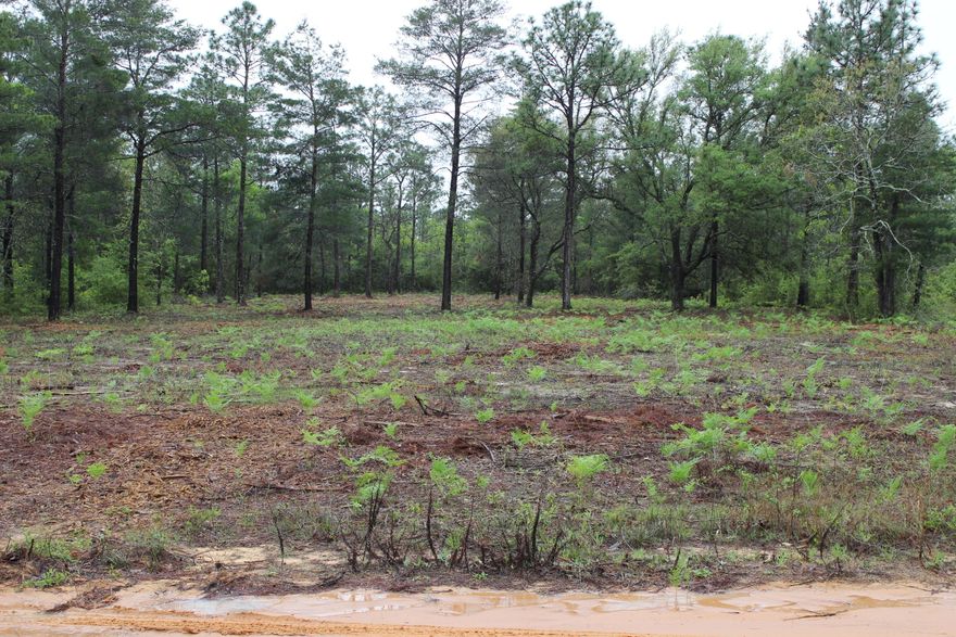 1 ACRE located off Randi Road, close to Mt. Olive Rd and Hwy 90. Recently cleared vacant land.